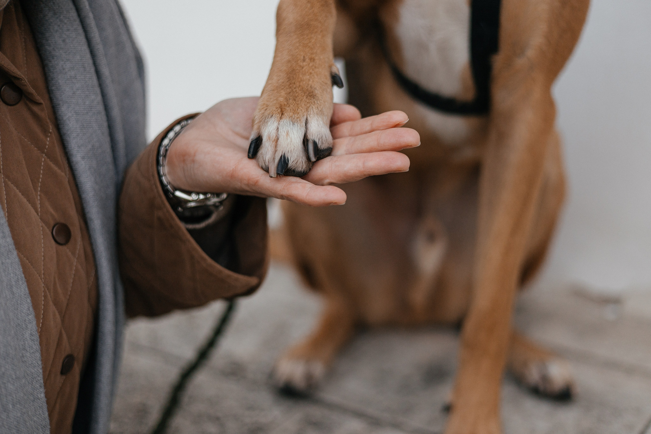 Нелли, Лёша, Рэй и Норд. Фотограф Анна Луценко Москва