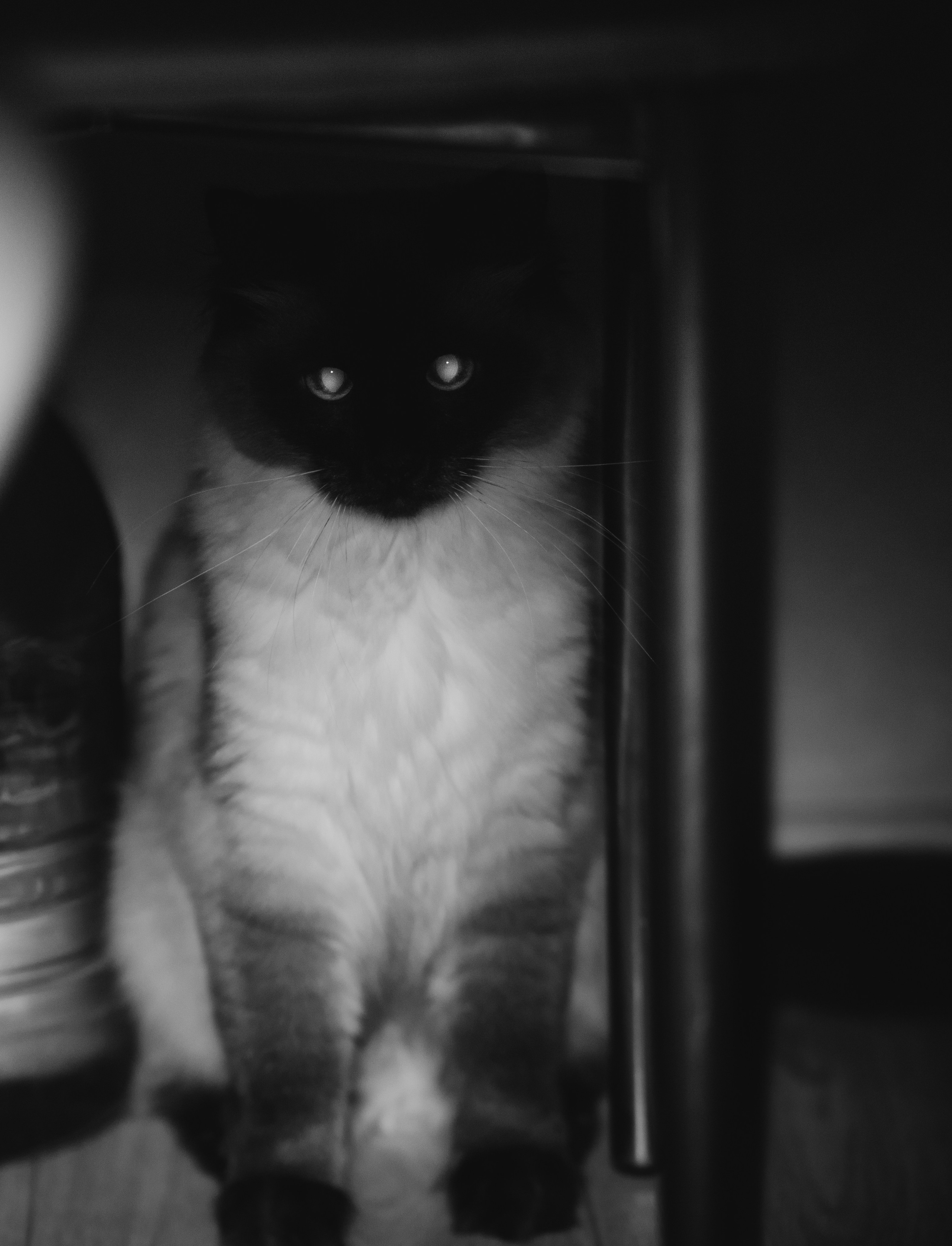 Кошки. Фотограф Александр Тихонов