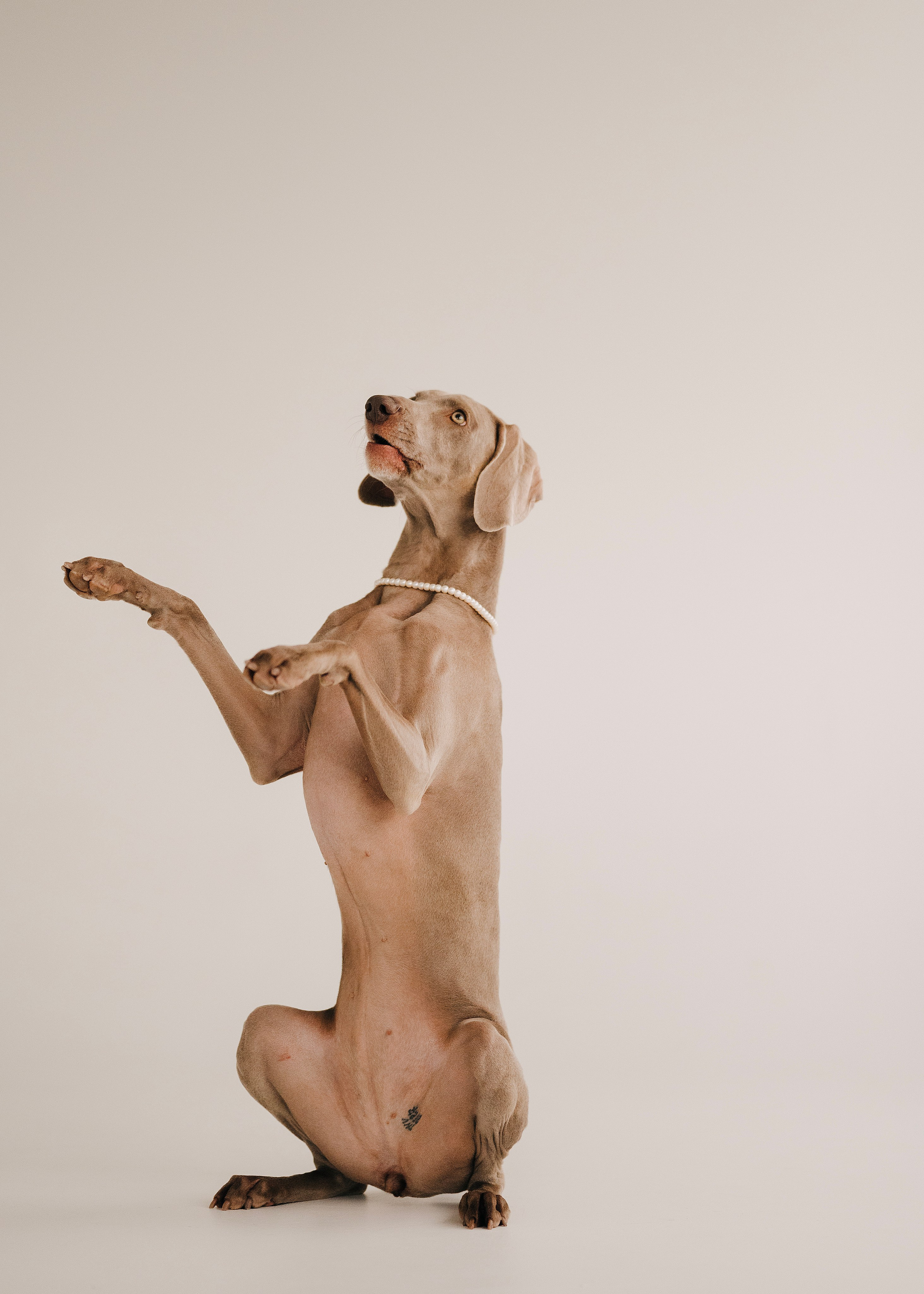 Фани. Фотограф- анималист Александра Матвеева