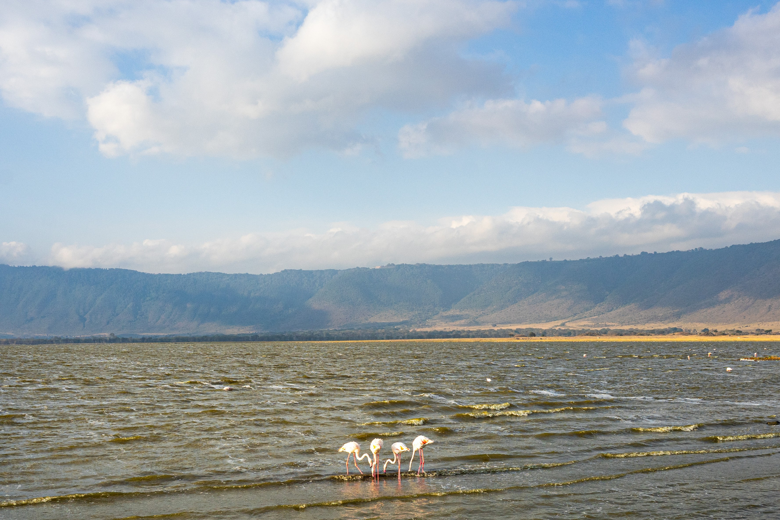 Танзания, сафари, 2025. Творческие сьемки
