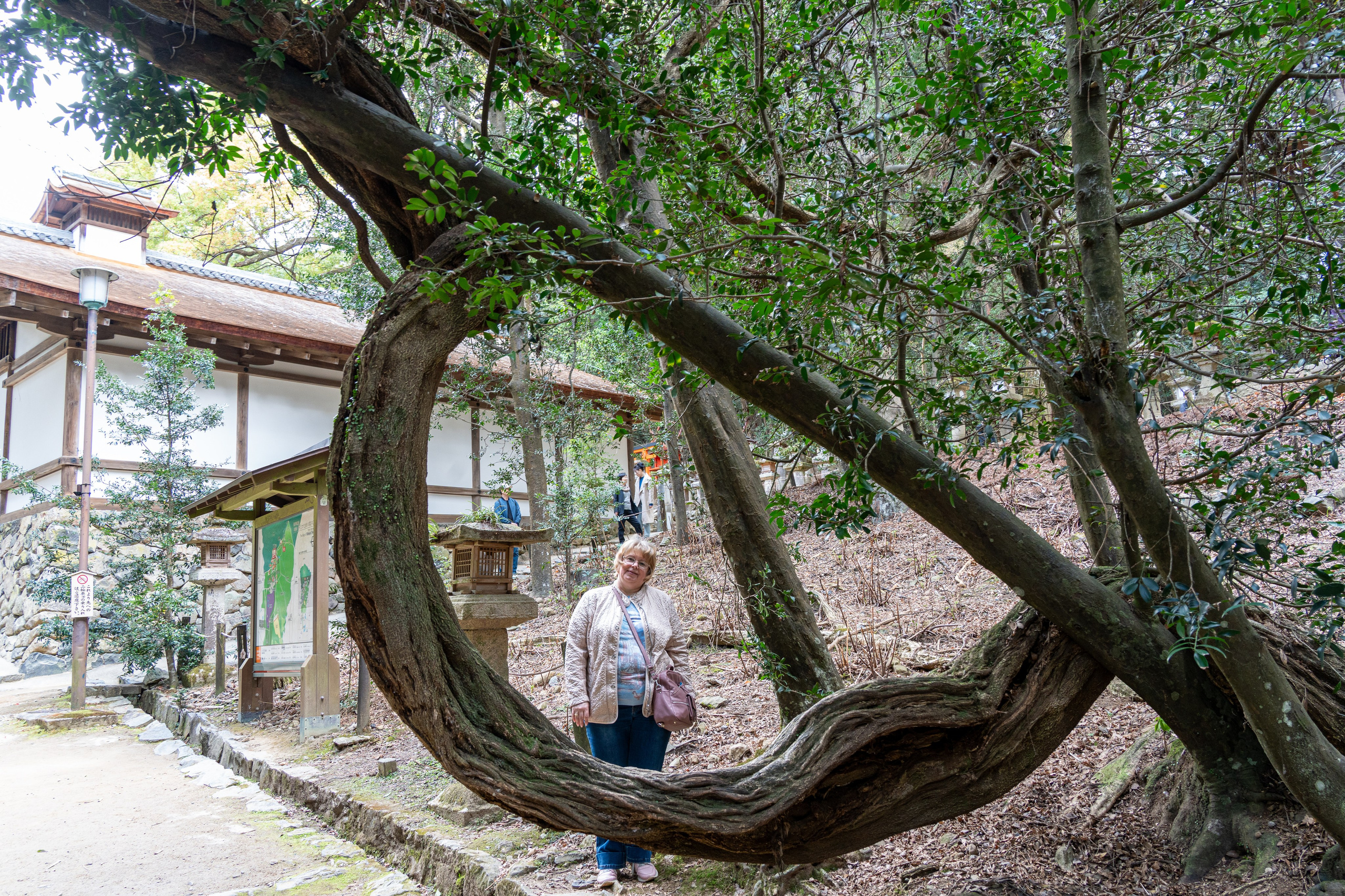 Япония, сакура. Творческие сьемки
