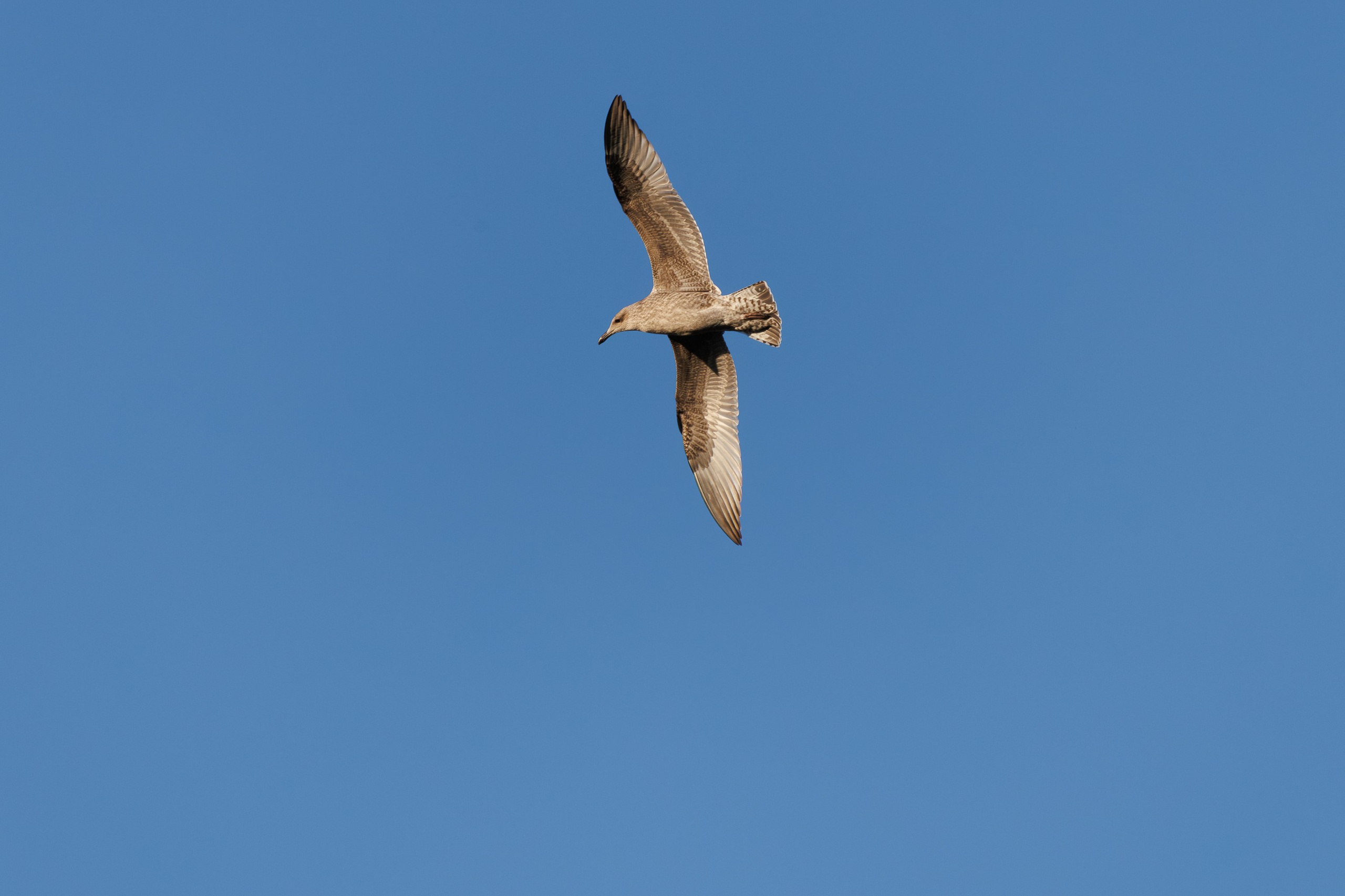Птицы Москворецкого пойменного заказника. Птицы парков г. Люберцы