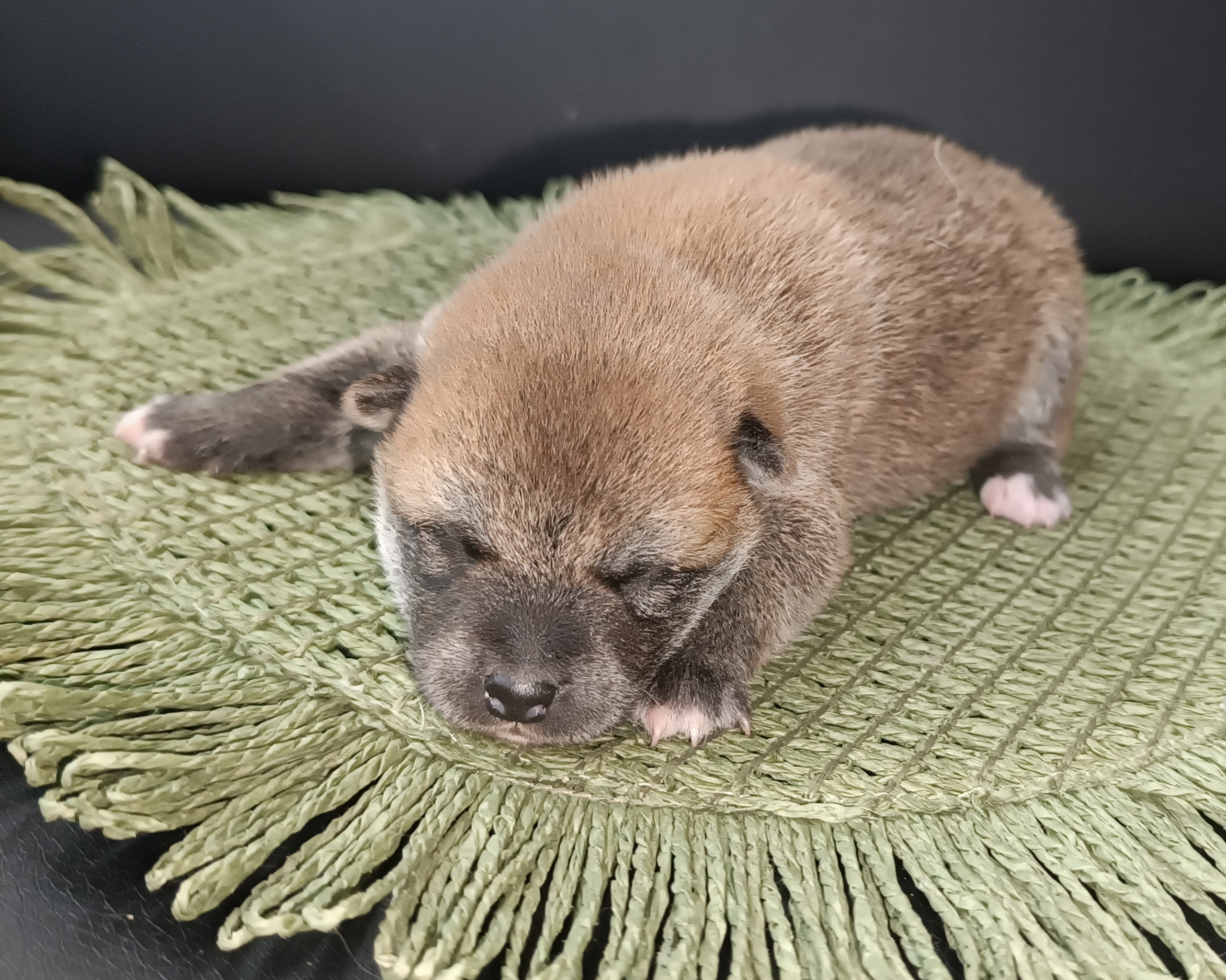 Rubylight William. AMERICAN AKITA RUBYLIGHT KENNEL I SHIBA-INU