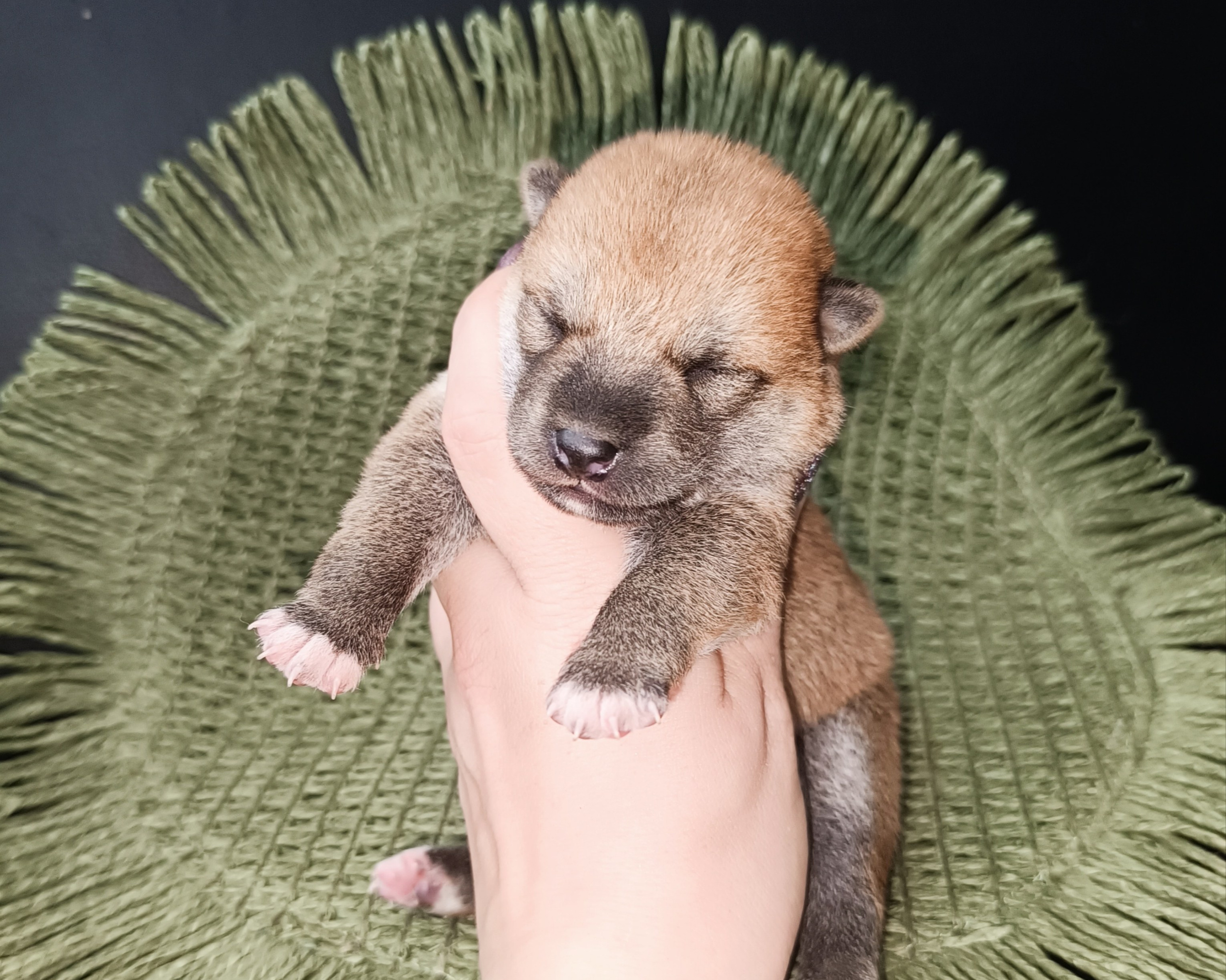 Rubylight Winston. AMERICAN AKITA RUBYLIGHT KENNEL I SHIBA-INU