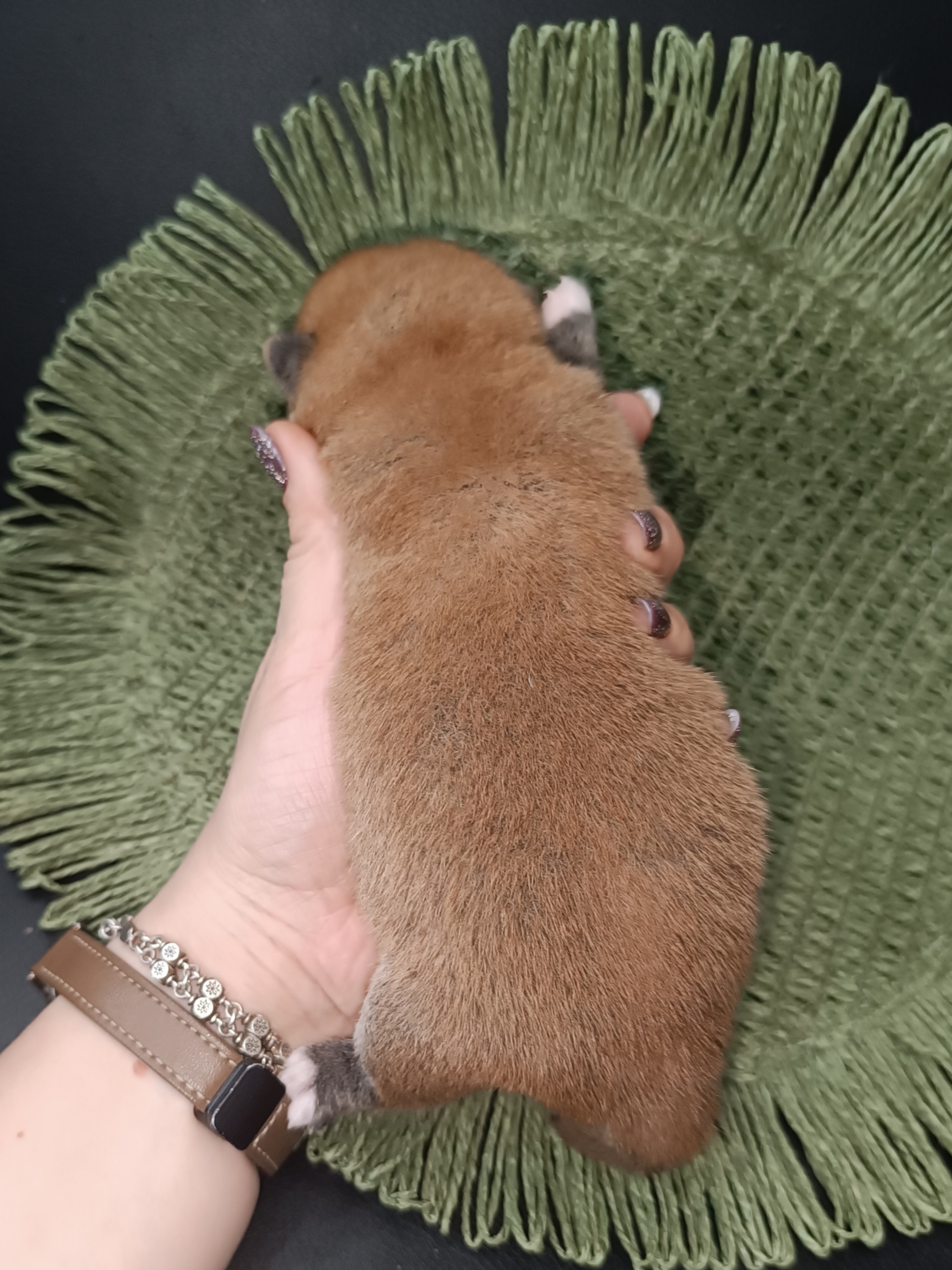 Rubylight Winston. AMERICAN AKITA RUBYLIGHT KENNEL I SHIBA-INU
