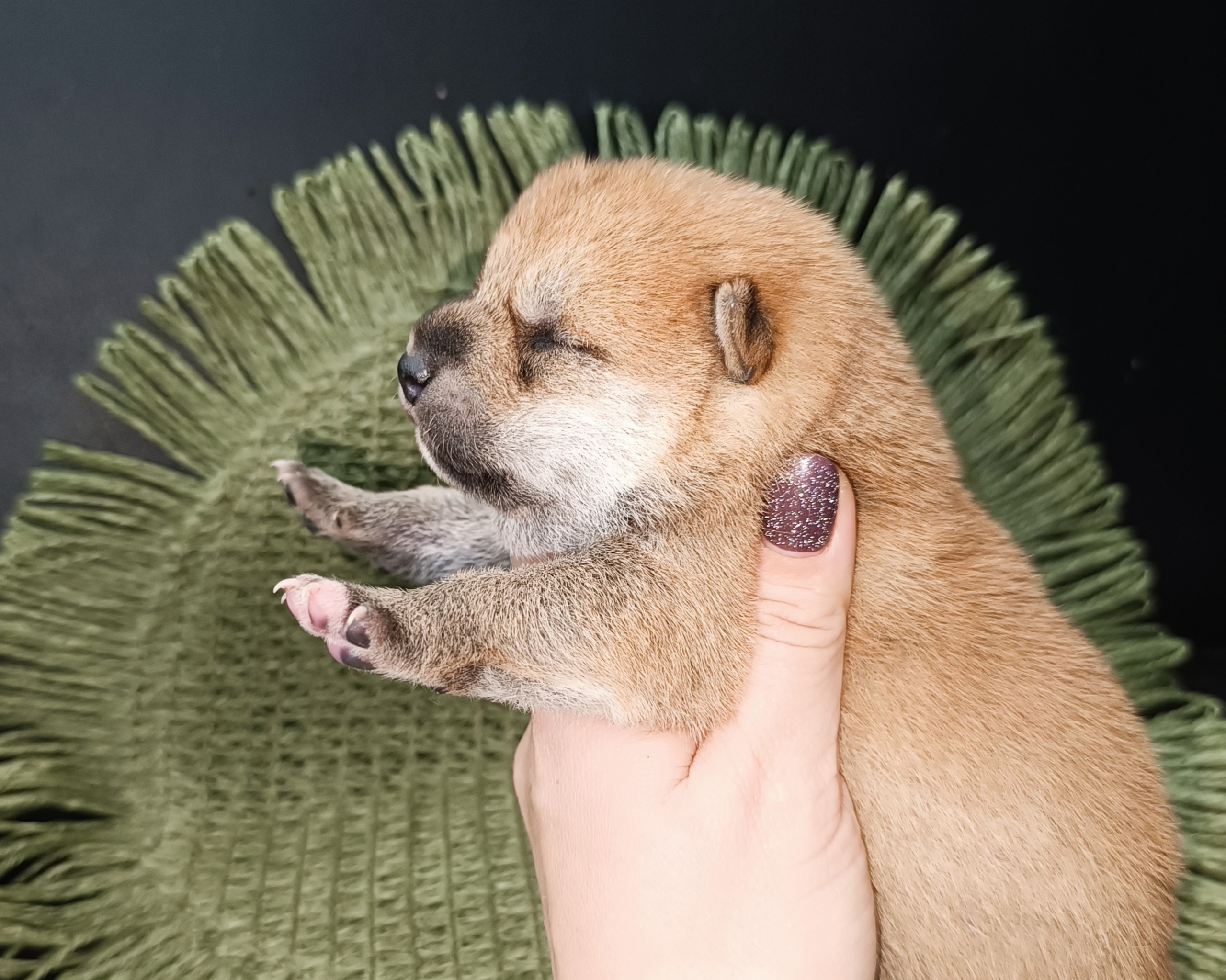 Rubylight Weasley. AMERICAN AKITA RUBYLIGHT KENNEL I SHIBA-INU