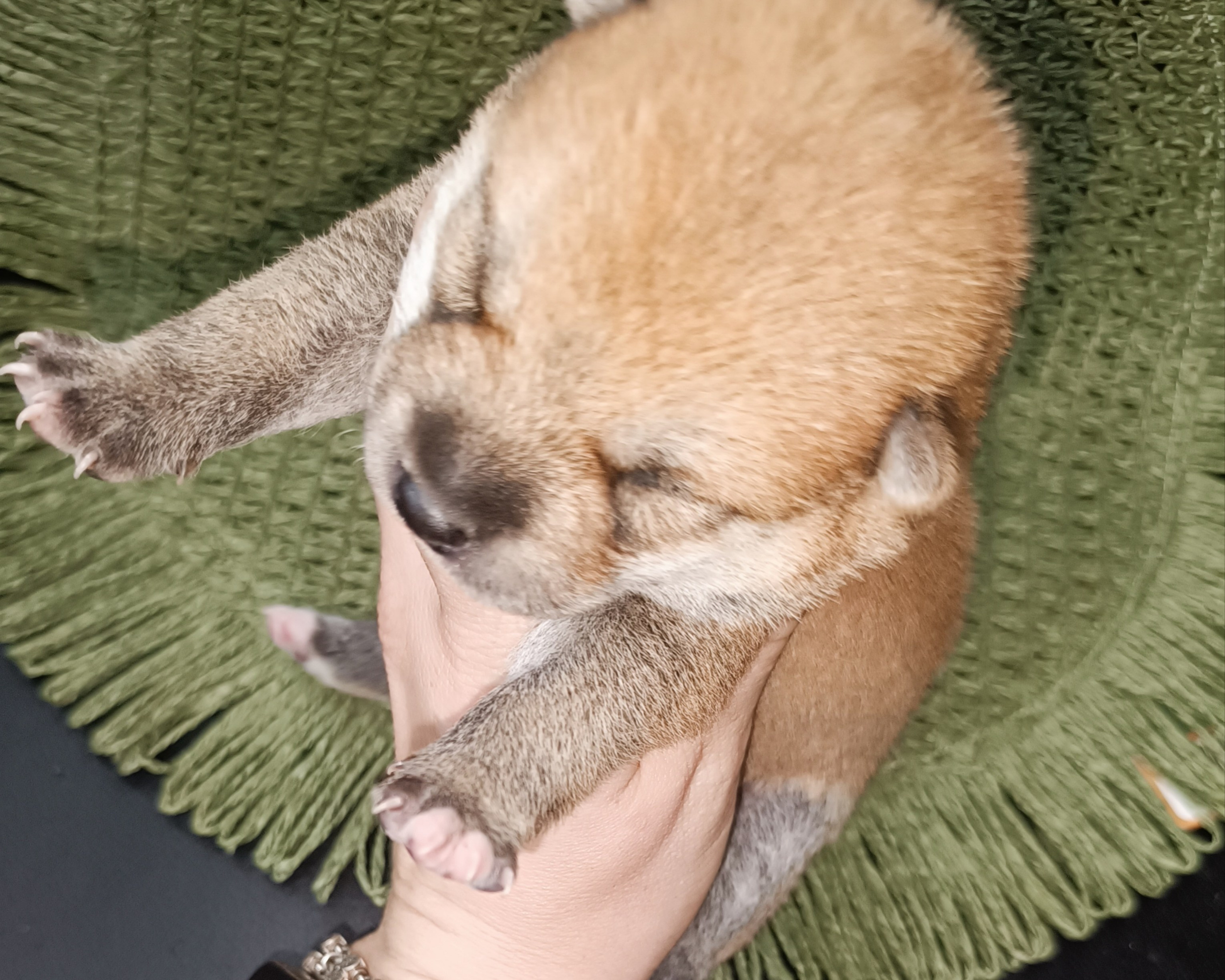 Rubylight Weasley. AMERICAN AKITA RUBYLIGHT KENNEL I SHIBA-INU