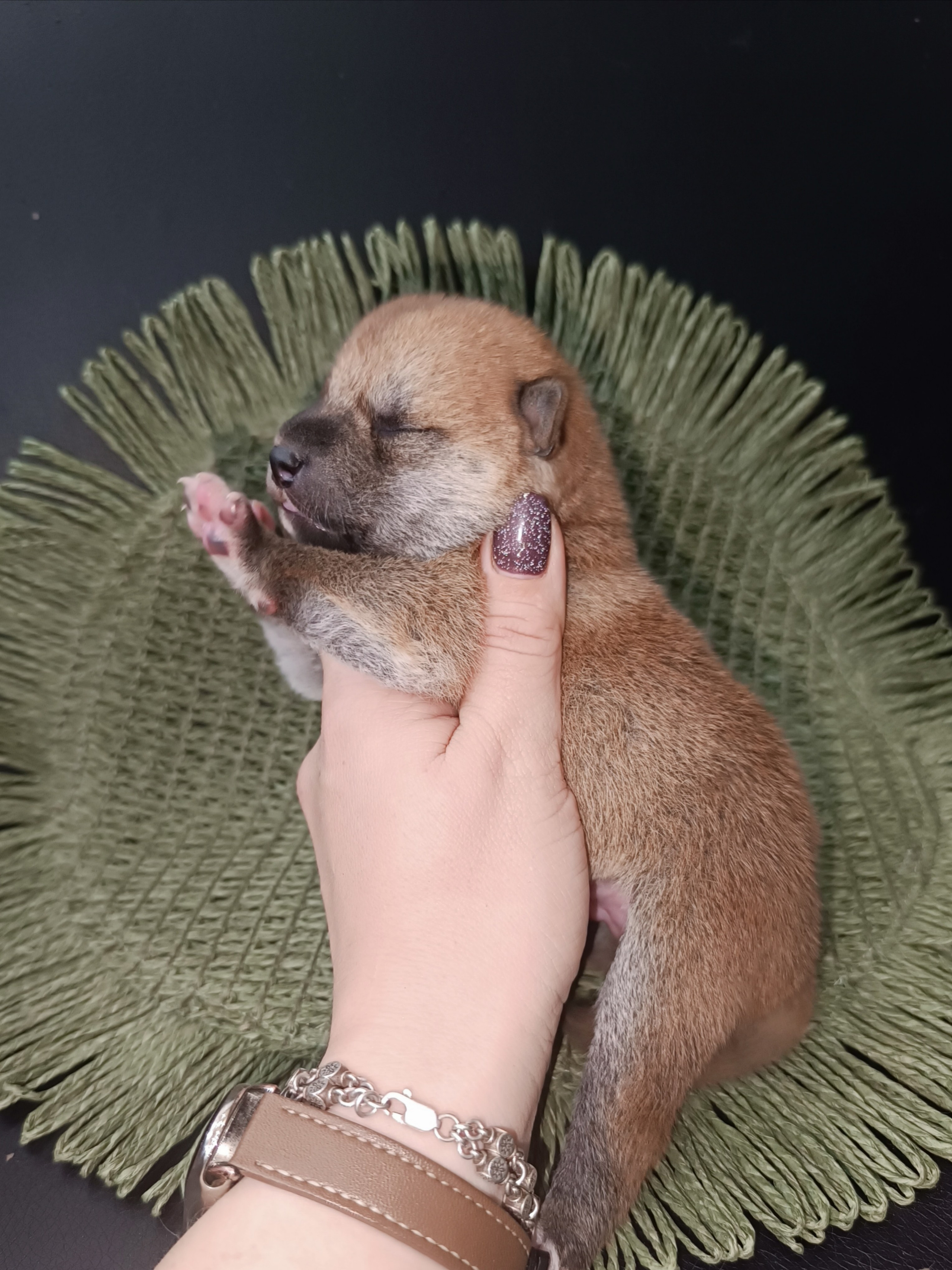Rubylight Winston. AMERICAN AKITA RUBYLIGHT KENNEL I SHIBA-INU