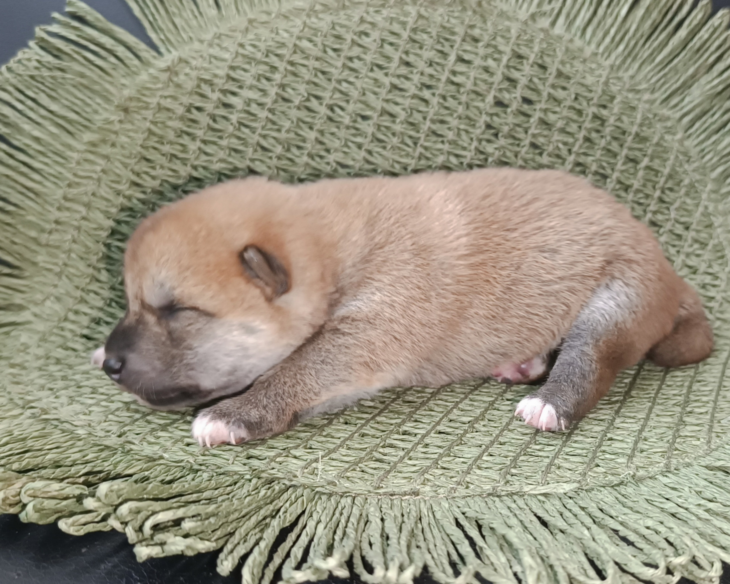 Rubylight Winston. AMERICAN AKITA RUBYLIGHT KENNEL I SHIBA-INU