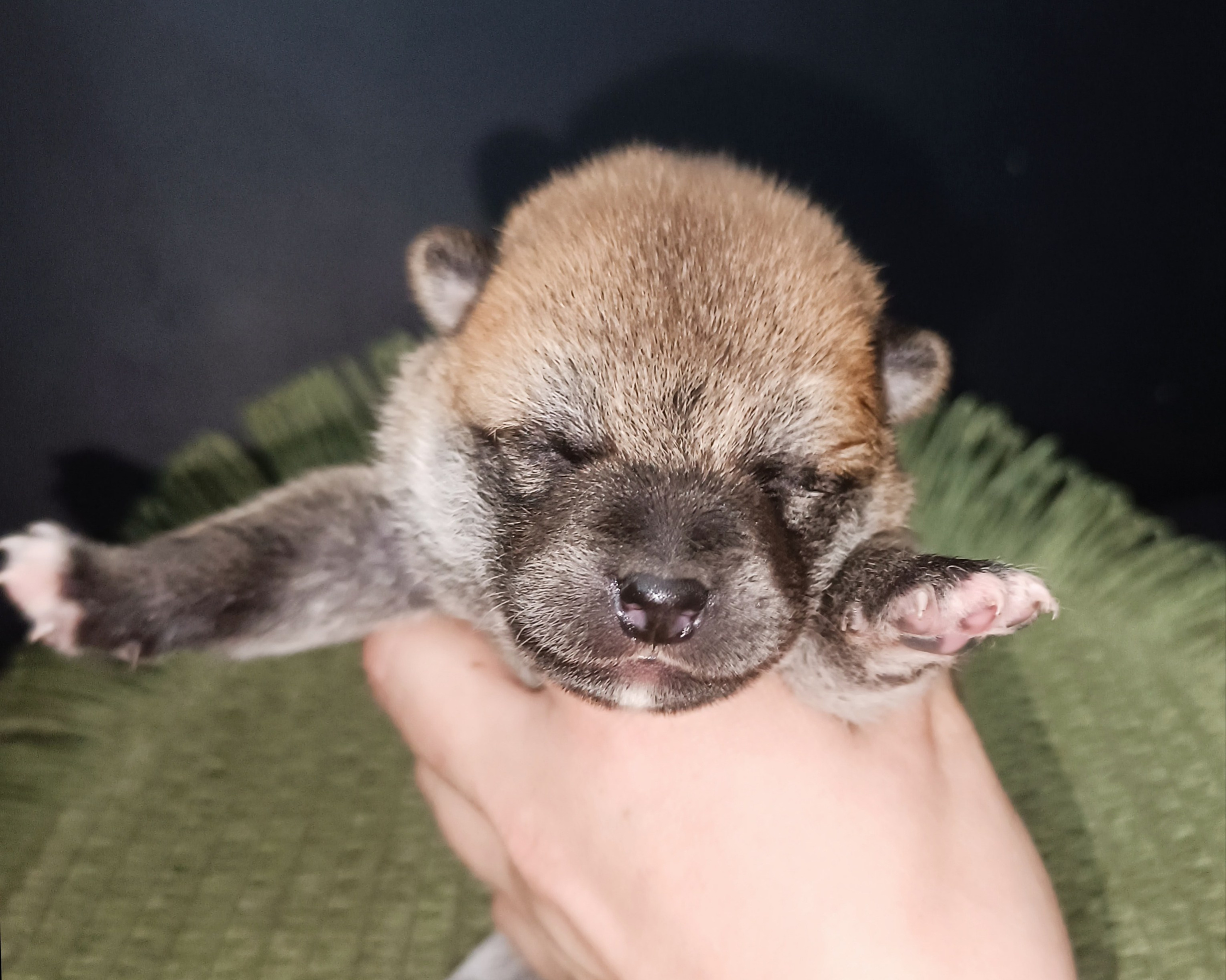 Rubylight William. AMERICAN AKITA RUBYLIGHT KENNEL I SHIBA-INU