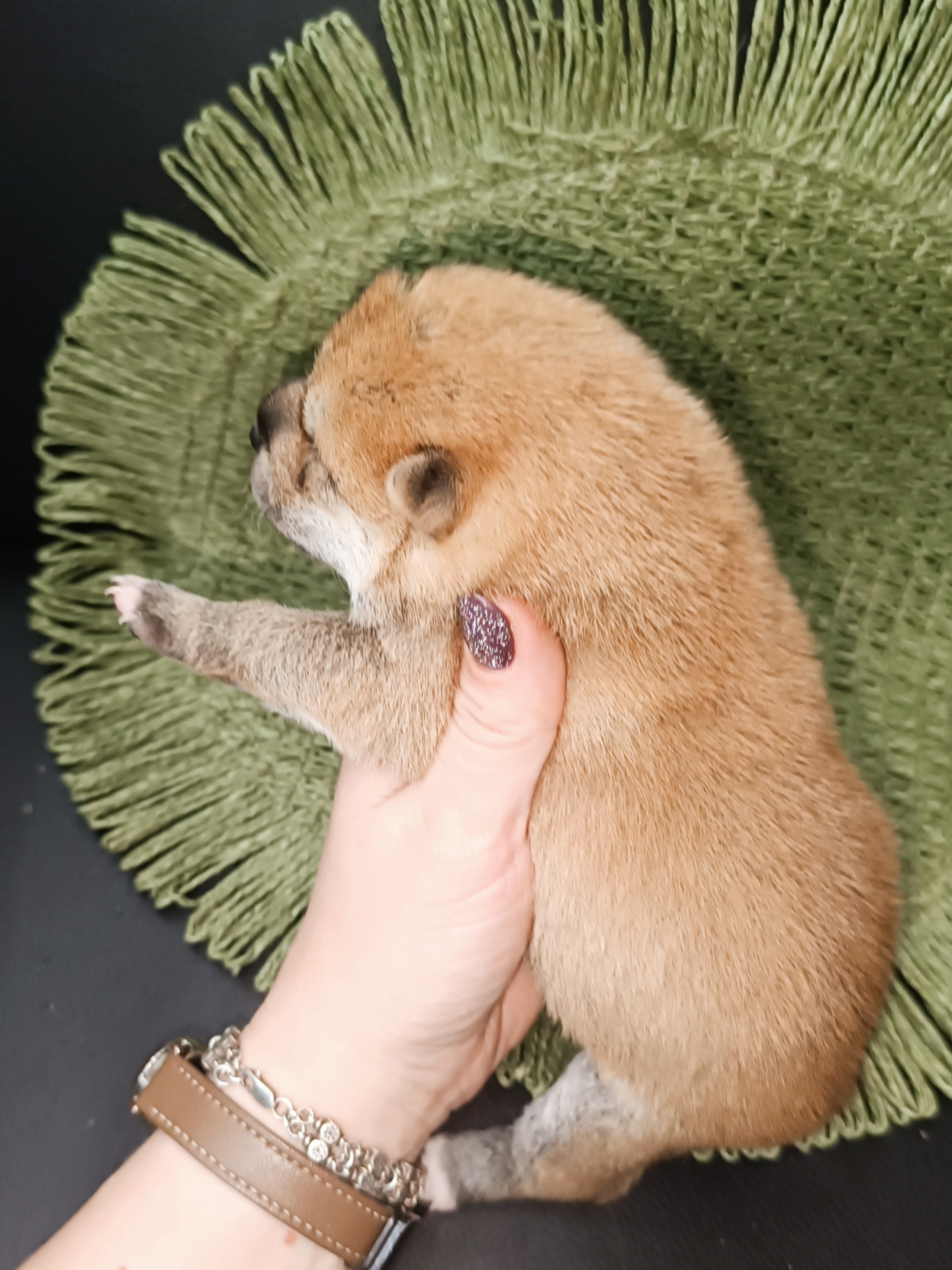 Rubylight Weasley. AMERICAN AKITA RUBYLIGHT KENNEL I SHIBA-INU