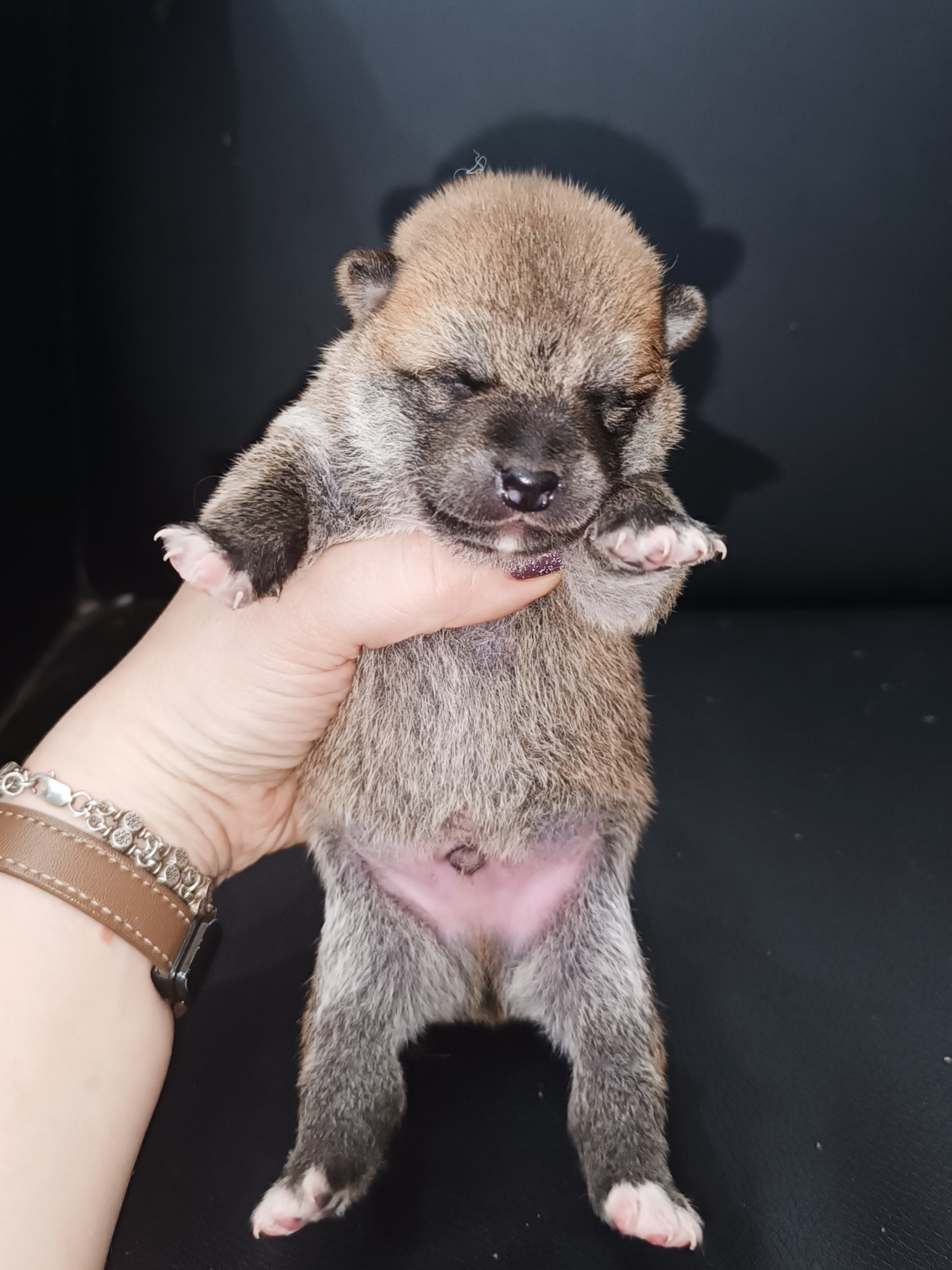 Rubylight William. AMERICAN AKITA RUBYLIGHT KENNEL I SHIBA-INU