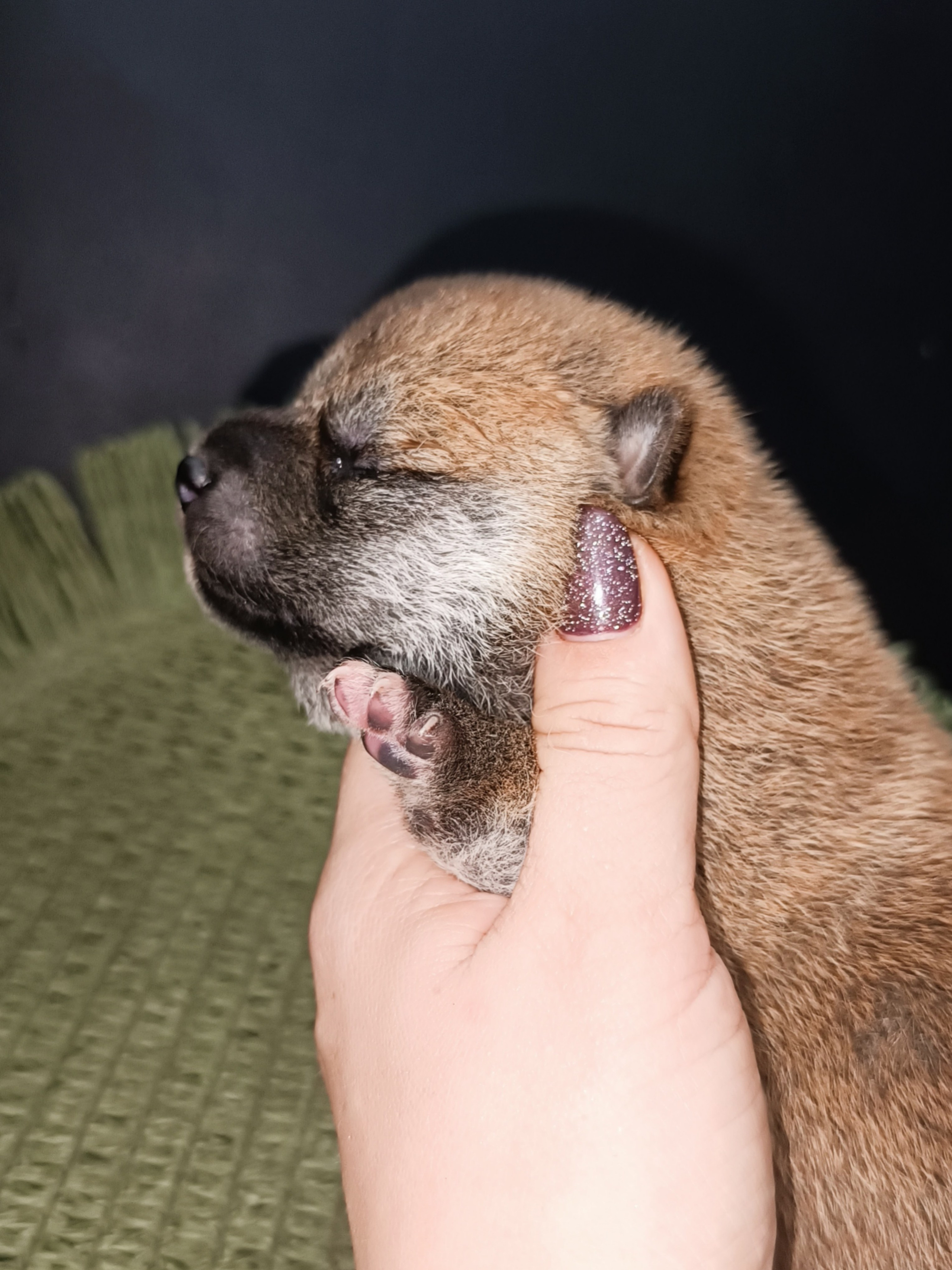 Rubylight William. AMERICAN AKITA RUBYLIGHT KENNEL I SHIBA-INU