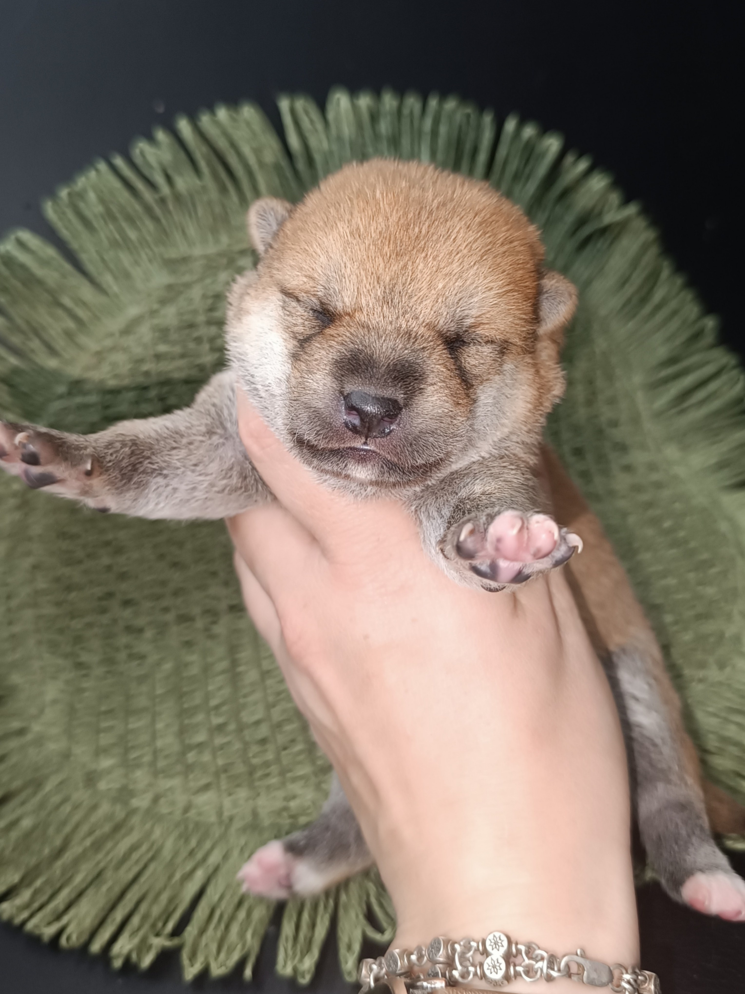 Rubylight Weasley. AMERICAN AKITA RUBYLIGHT KENNEL I SHIBA-INU