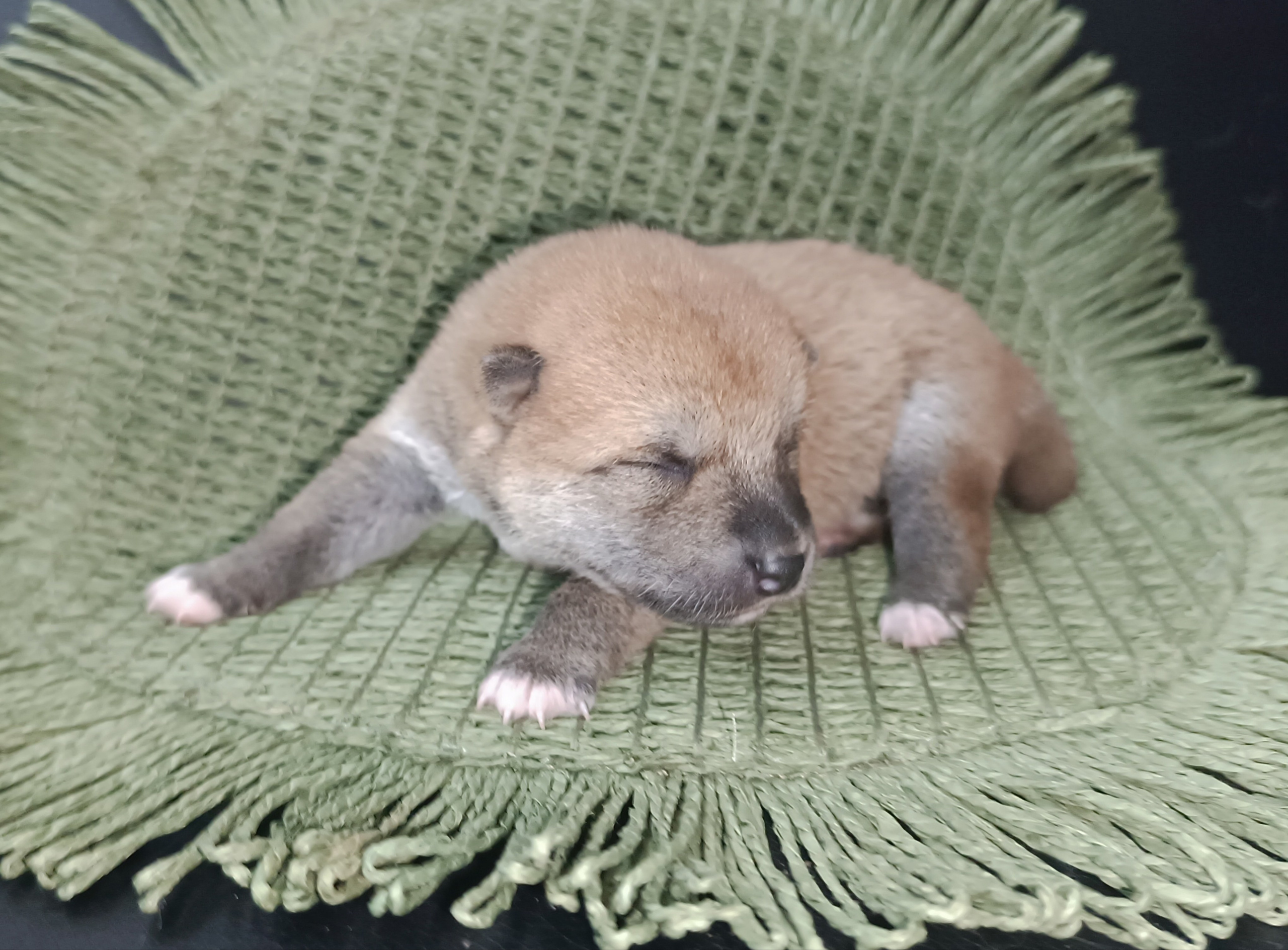 Rubylight Winston. AMERICAN AKITA RUBYLIGHT KENNEL I SHIBA-INU