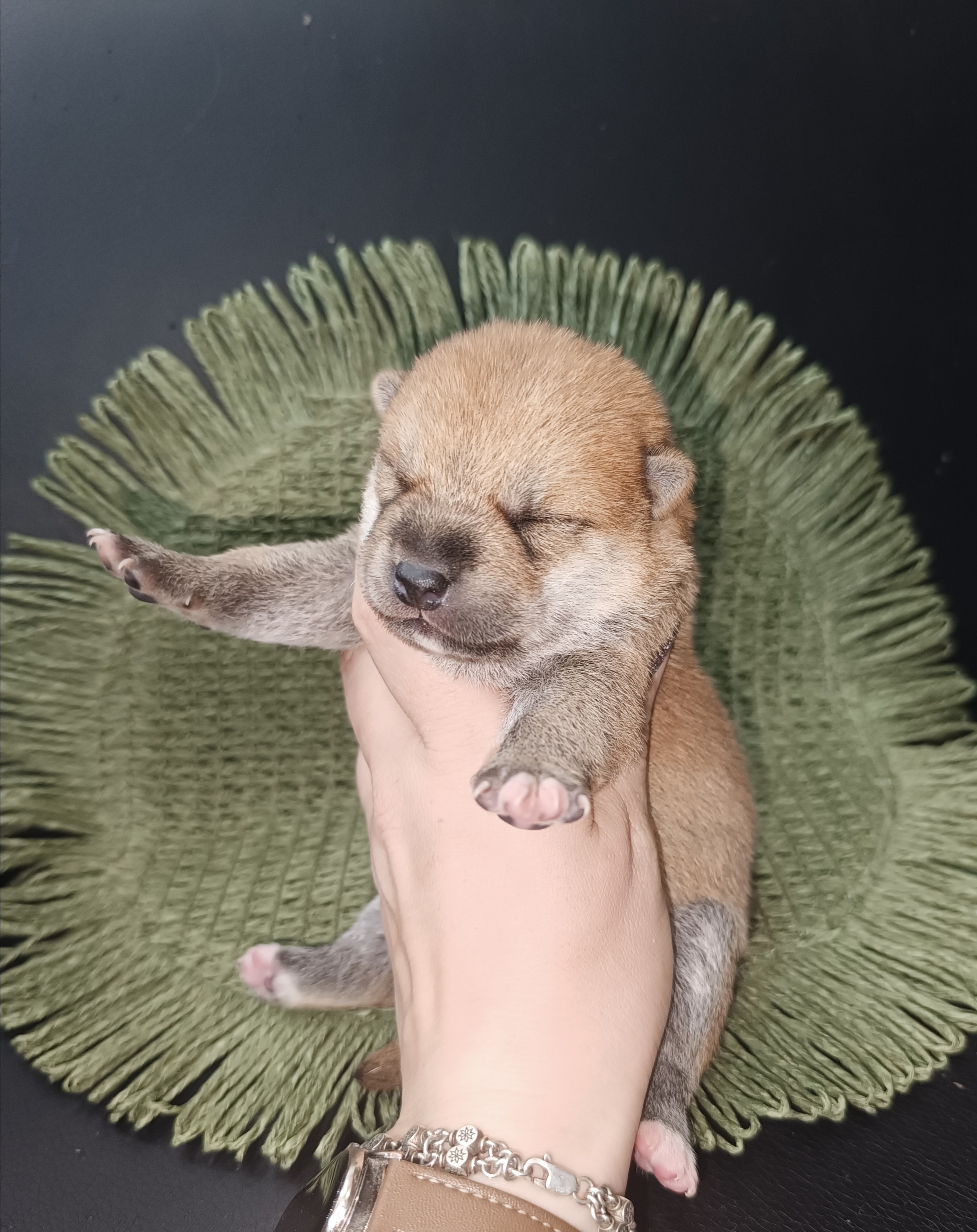 Rubylight Weasley. AMERICAN AKITA RUBYLIGHT KENNEL I SHIBA-INU