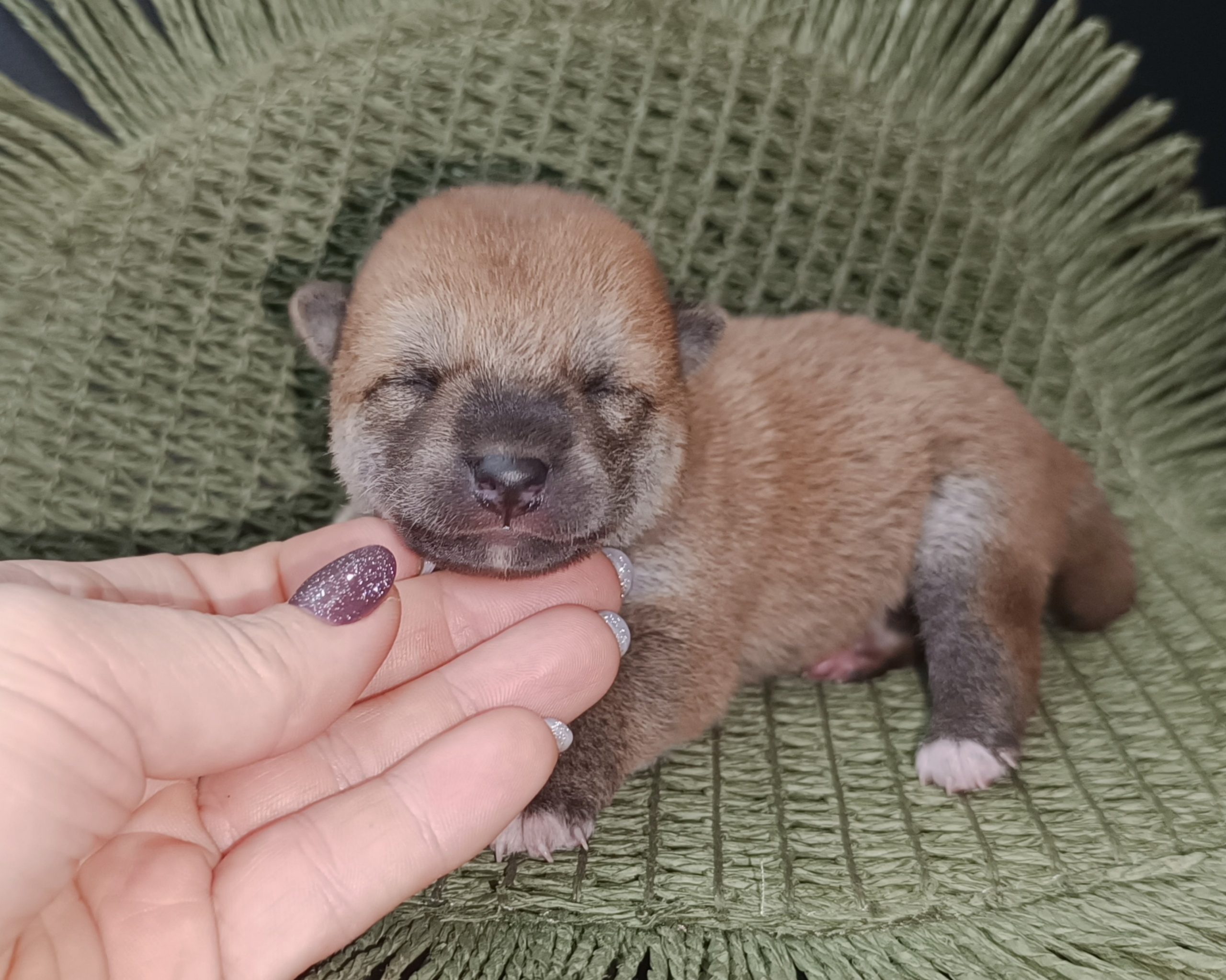 Rubylight Winston. AMERICAN AKITA RUBYLIGHT KENNEL I SHIBA-INU