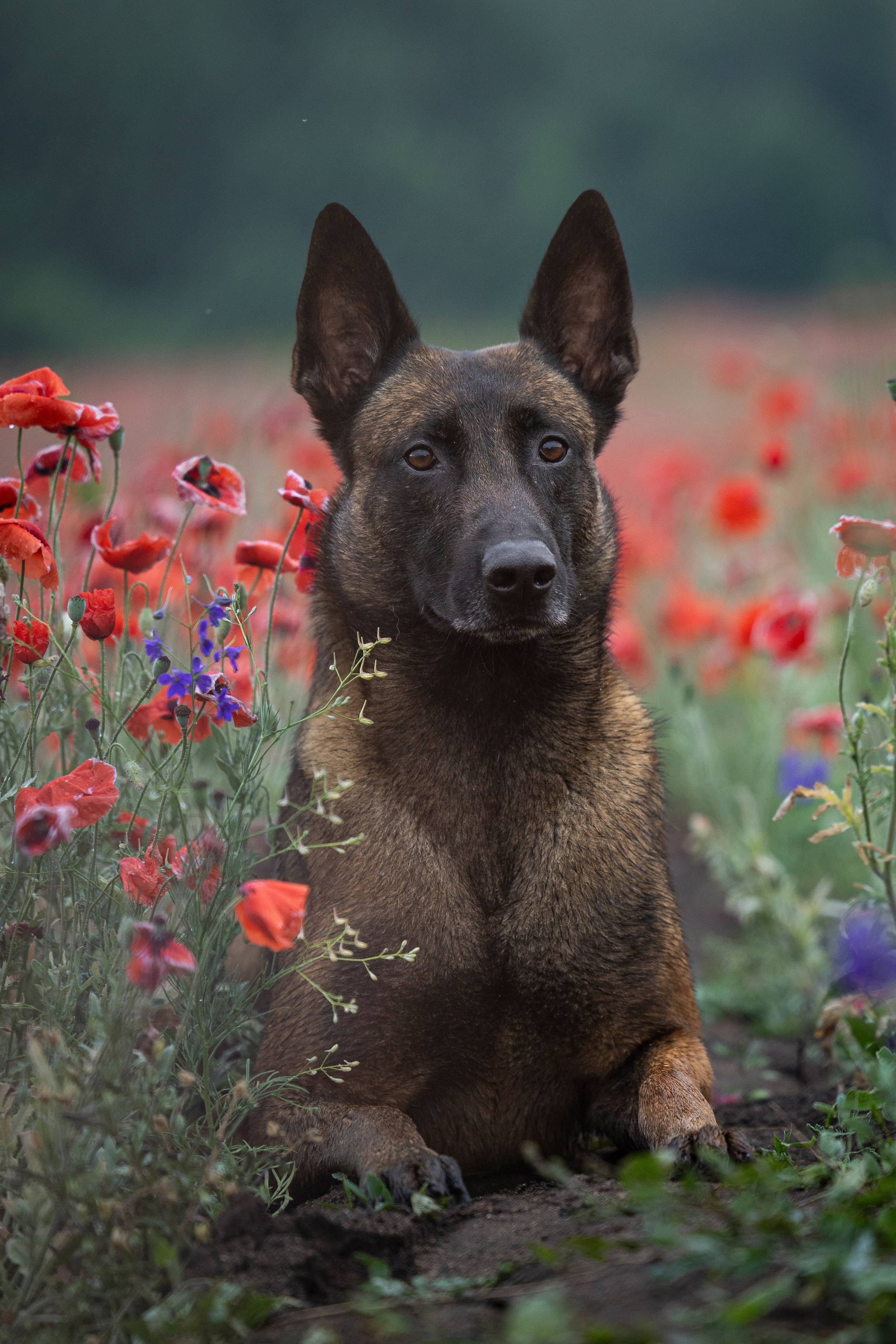 Маковое поле. Фотограф-анималист Анна Маринич