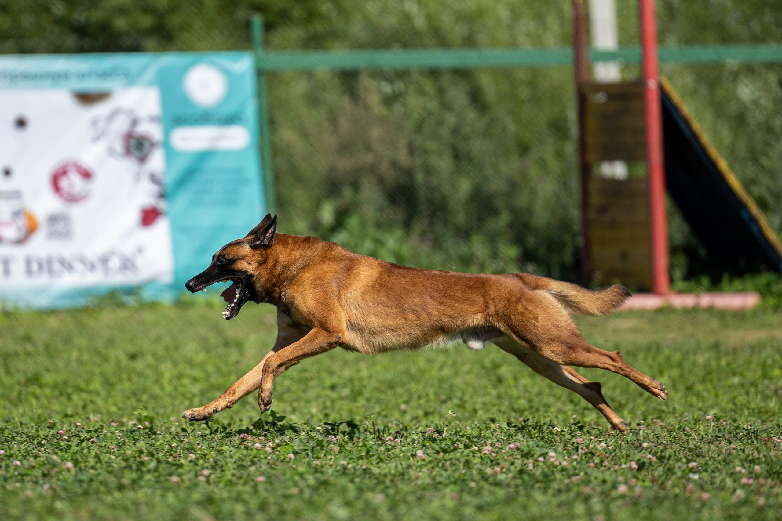 Соревнования по Мондьорингу г. Вологда 10-11.08.2024. Фотограф-анималист Анна Маринич