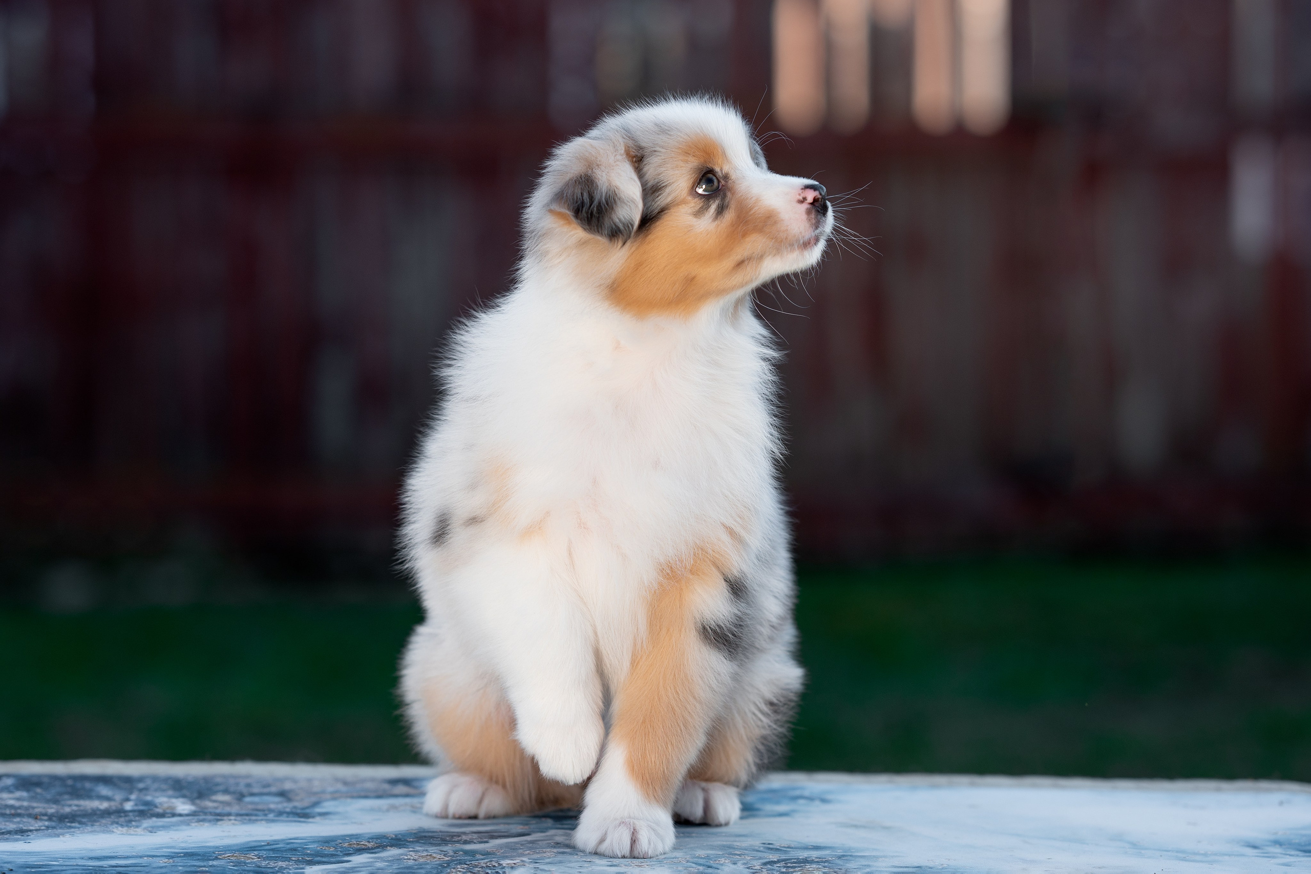 Заводчик Влада Эльман. Творческий фотограф Вологда