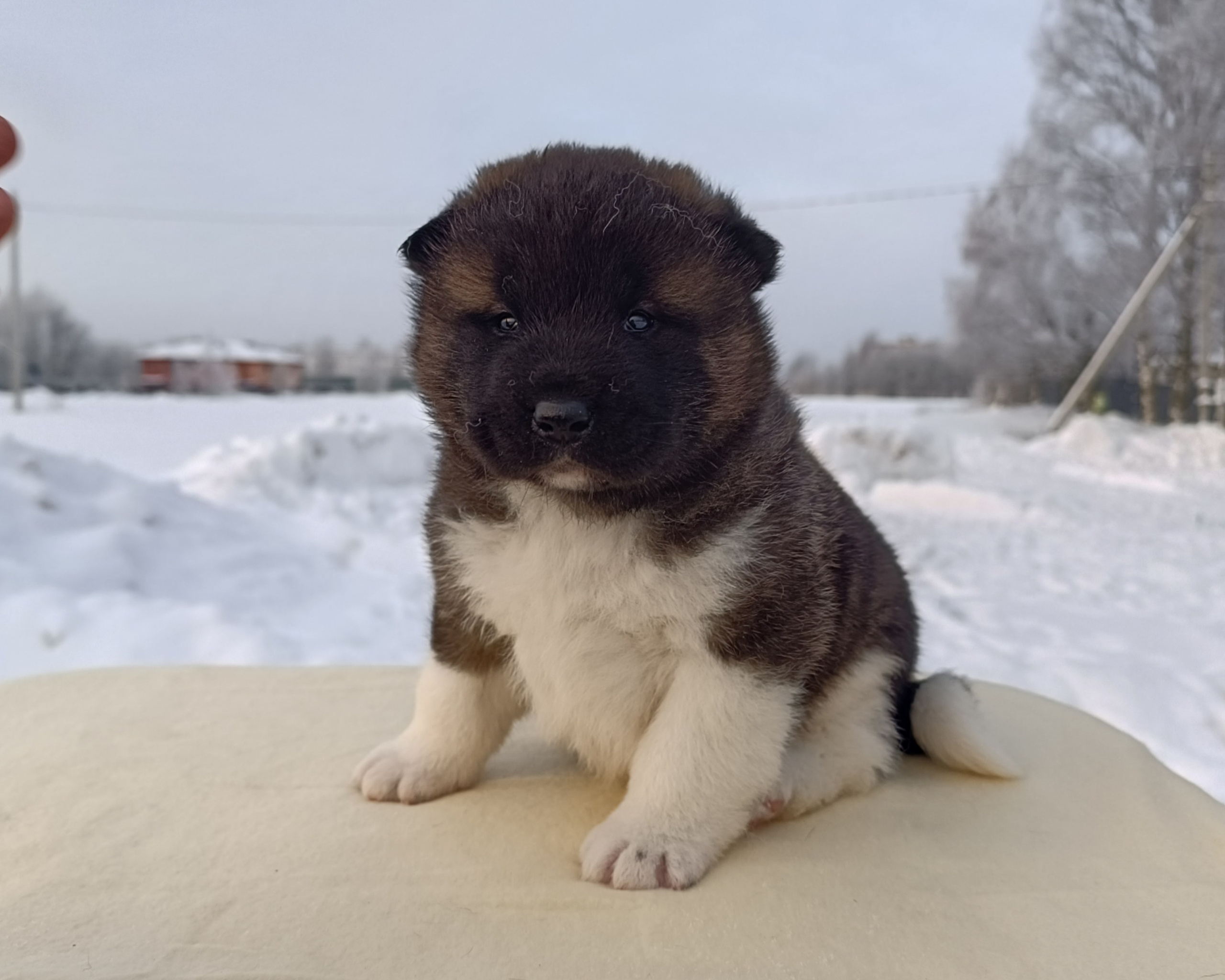 Rubylight Ctsar'. Американская акита I Сиба ину I Питомник RUBYLIGHT