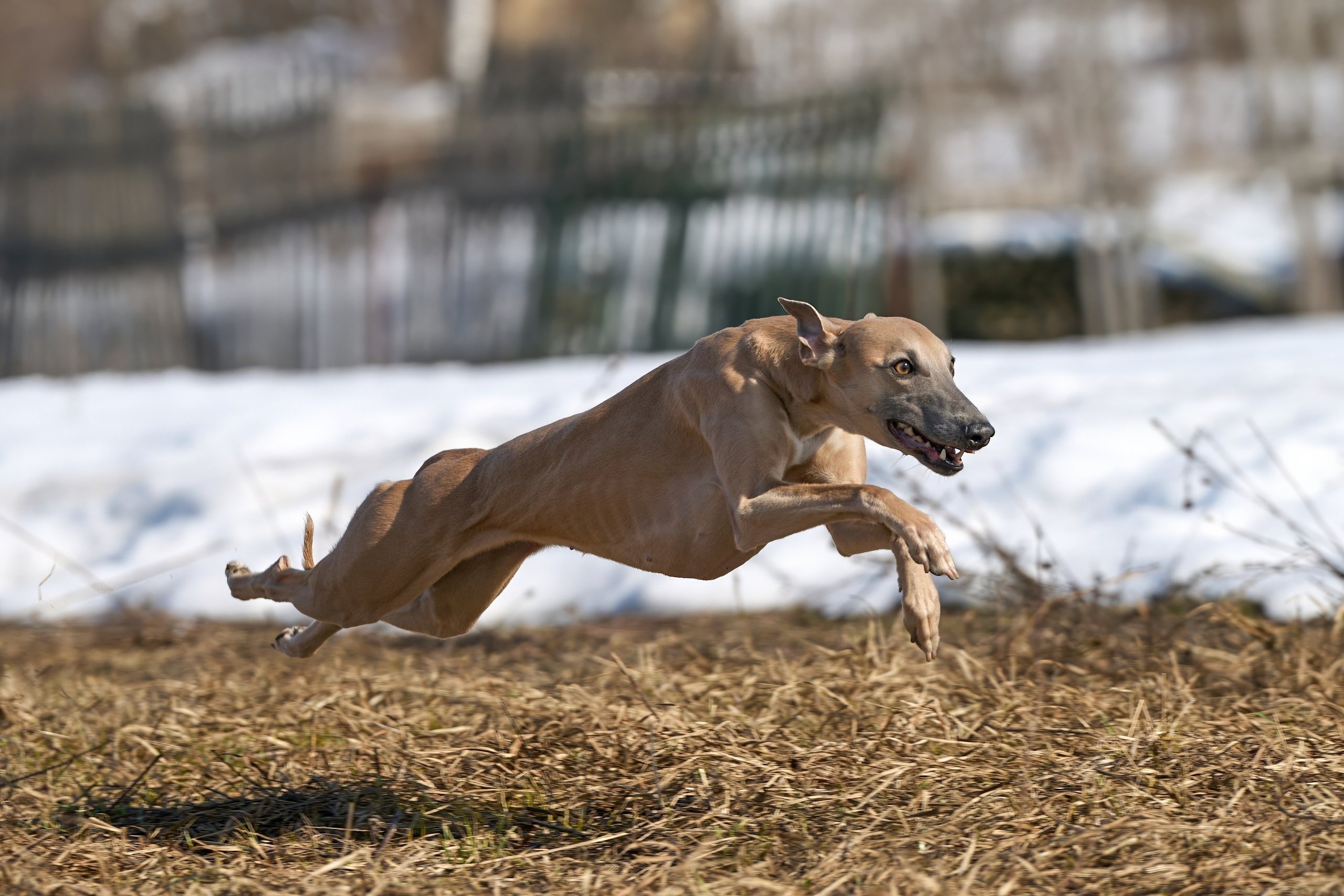 Фотосессии. Фотограф-анималист Михаил Манухин