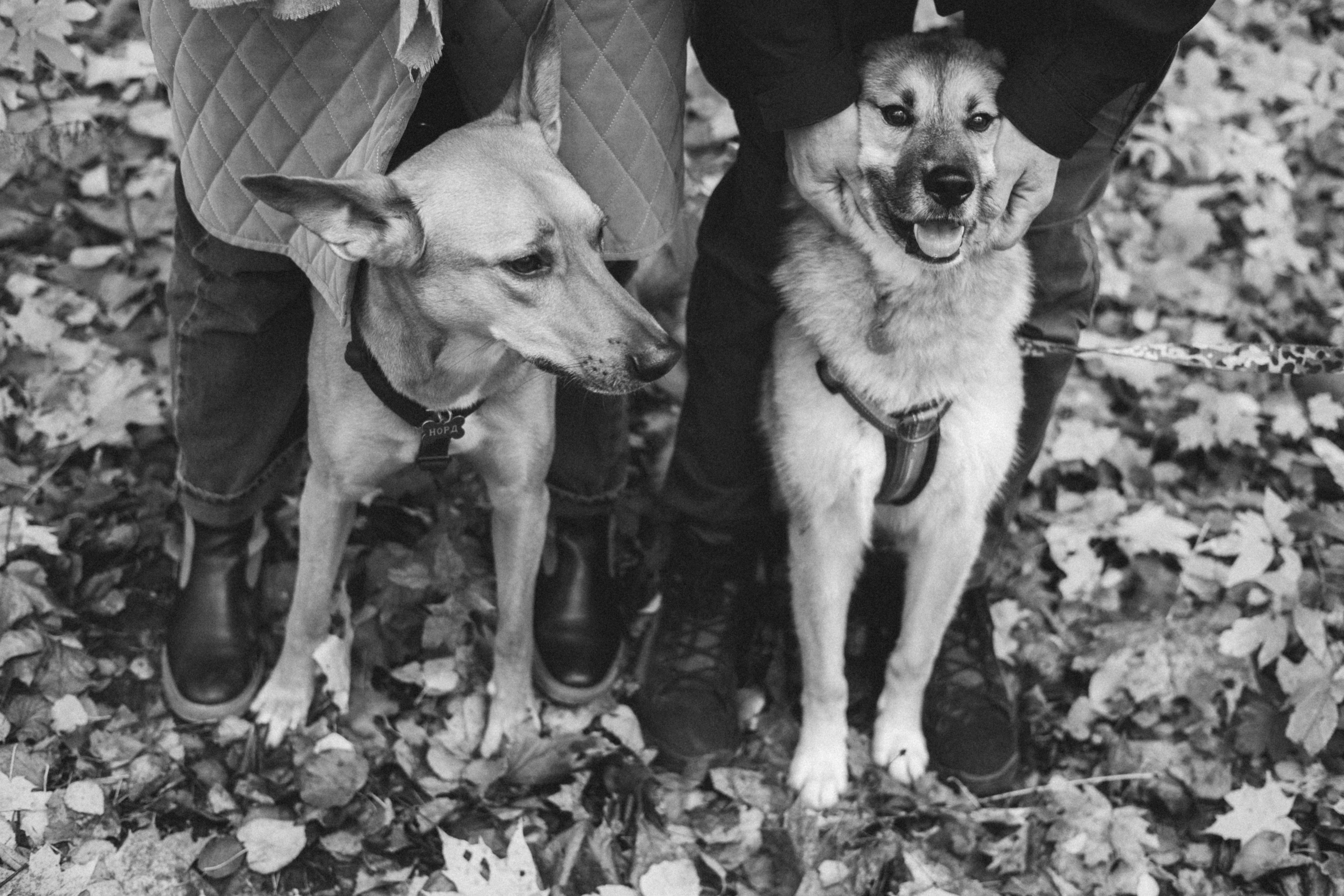 Нелли, Лёша, Рэй и Норд. Фотограф Анна Луценко Москва