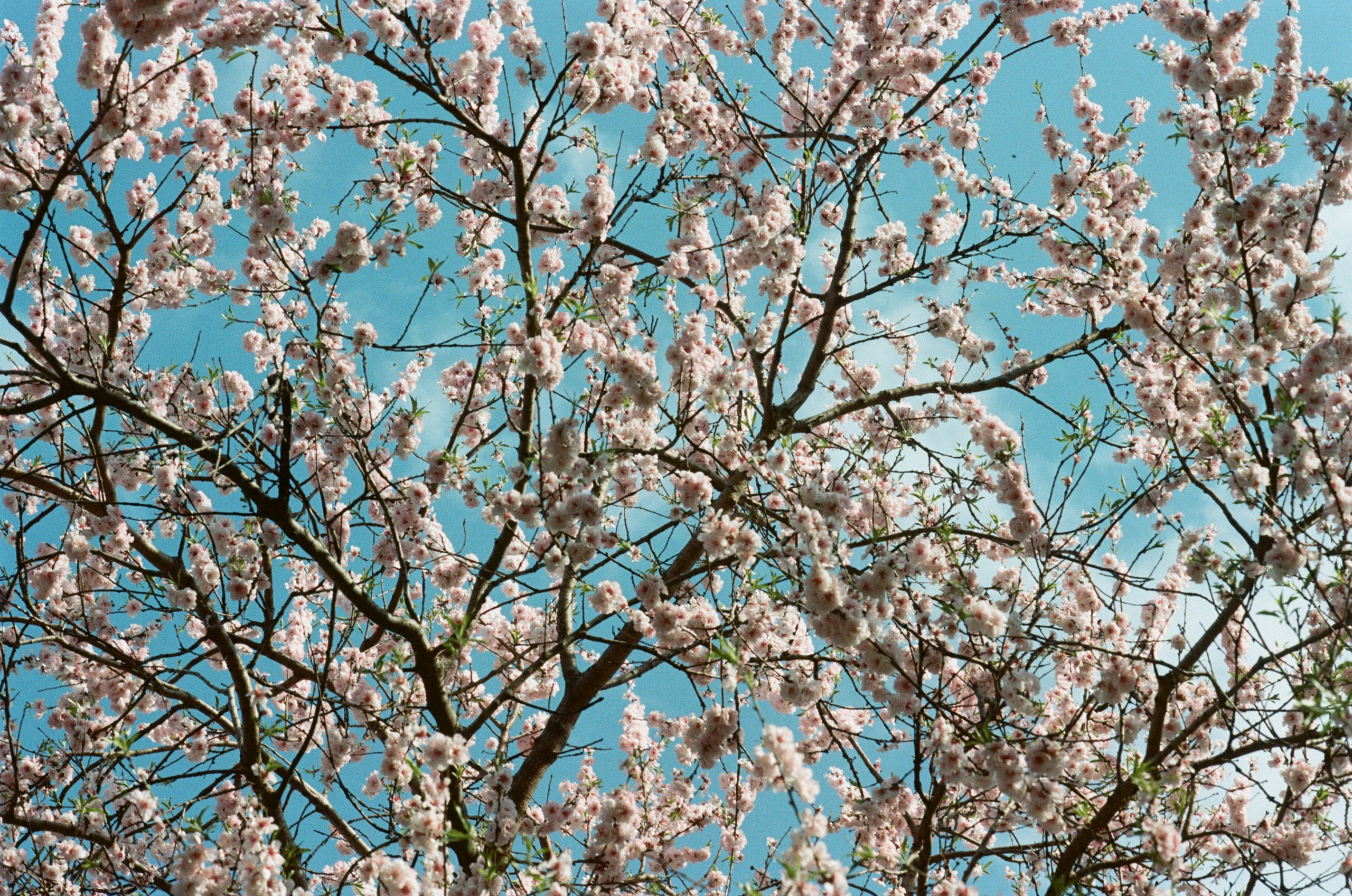 Sakura blues // ukraine, crimea. EVER EXPOSED