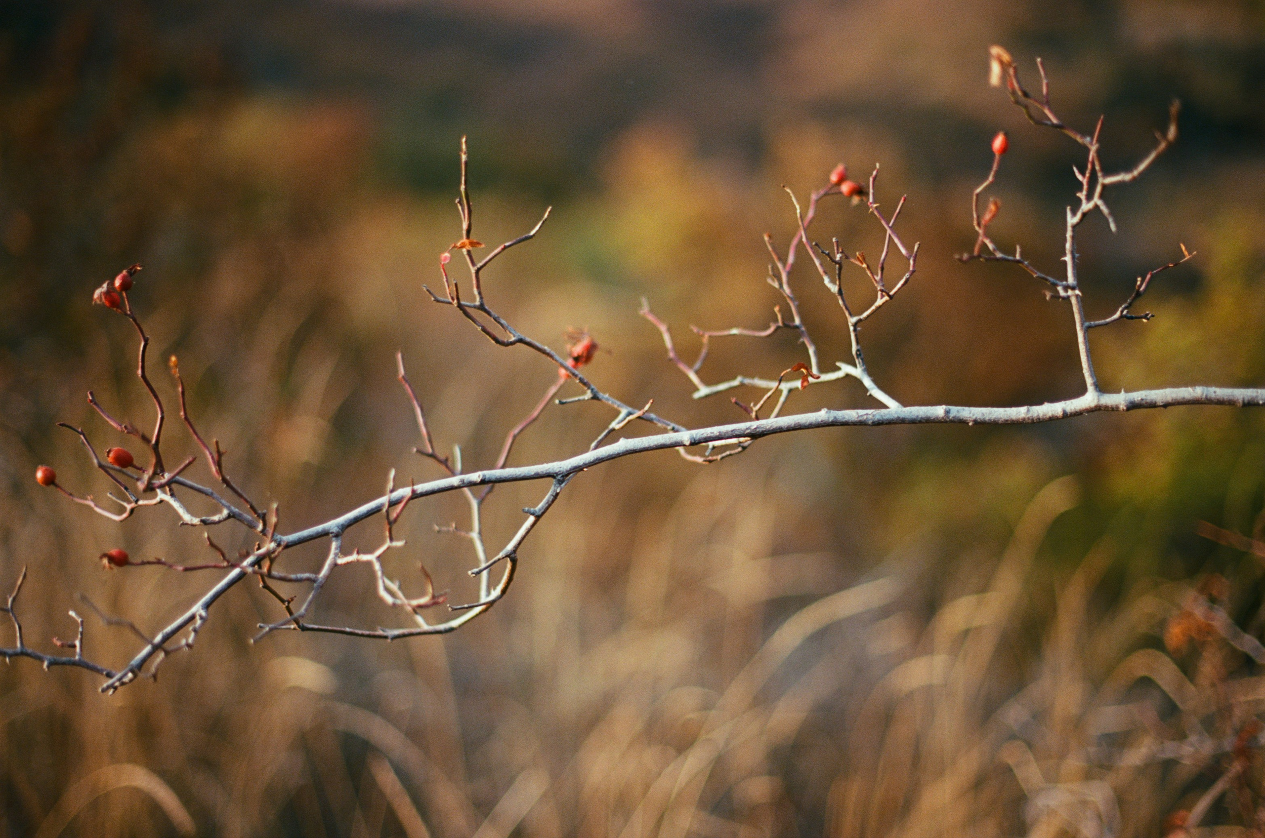 Wherever you will go // ukraine, crimea II. EVER EXPOSED
