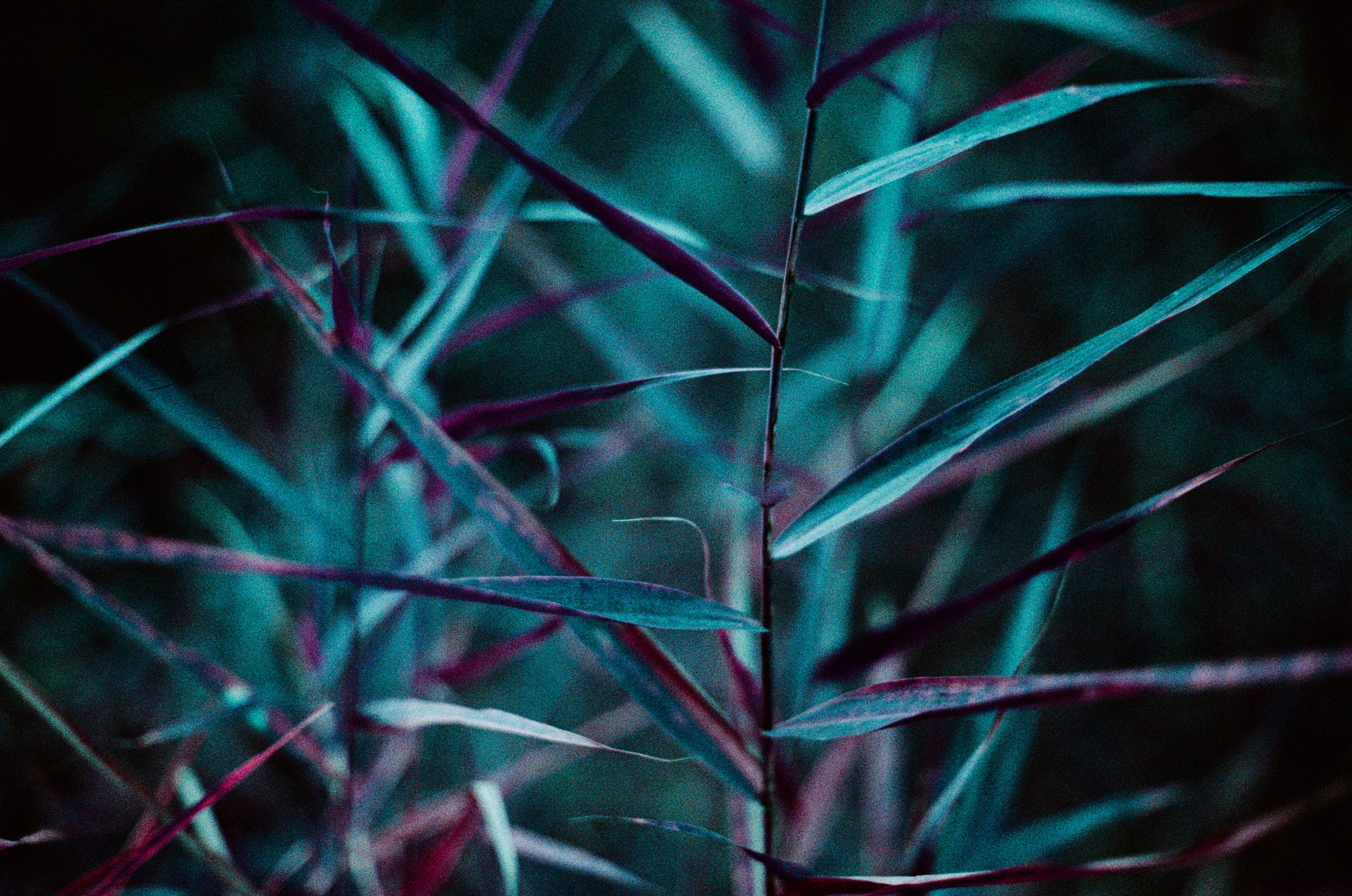 Purple overdose. EVER EXPOSED