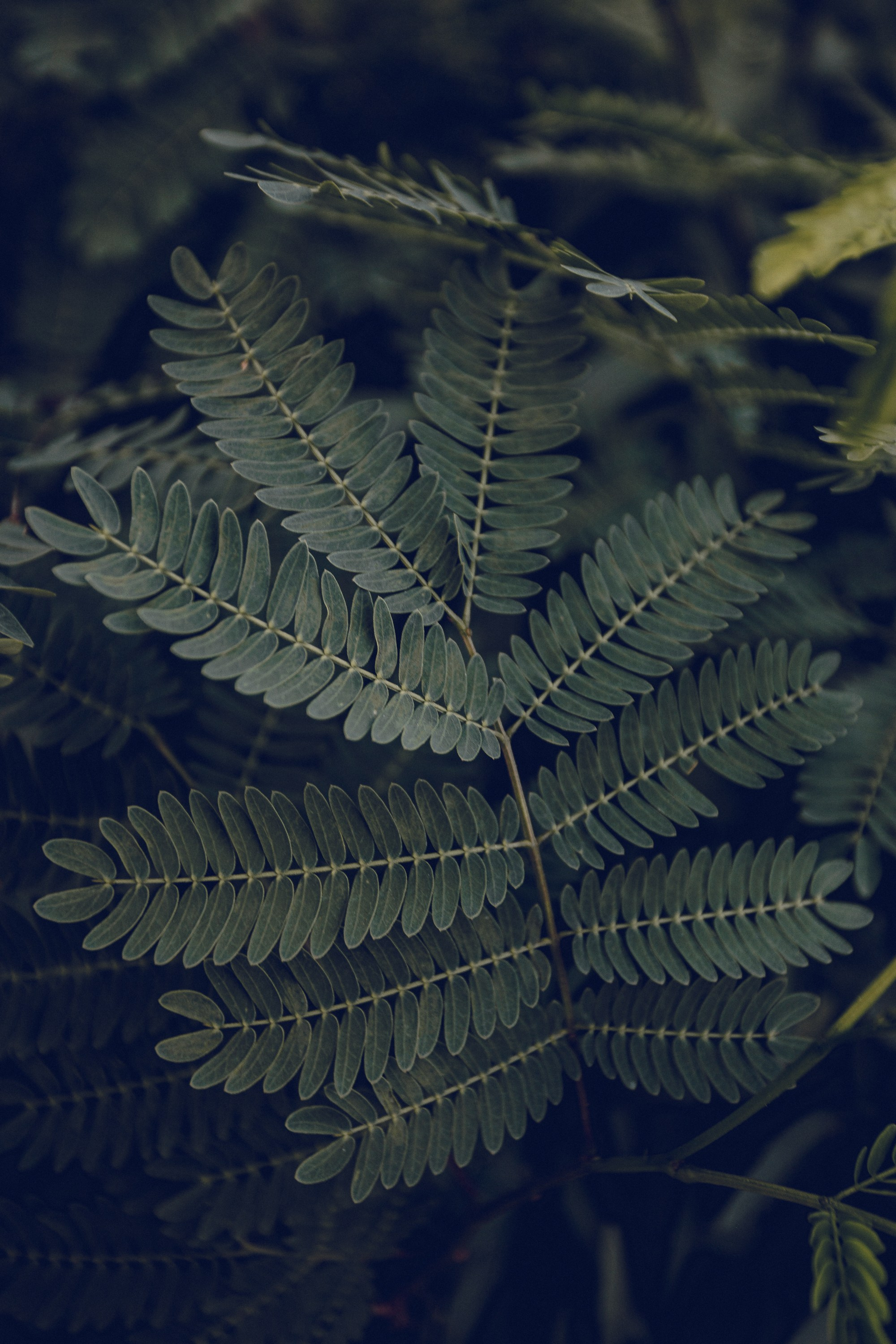 темный в фотографии