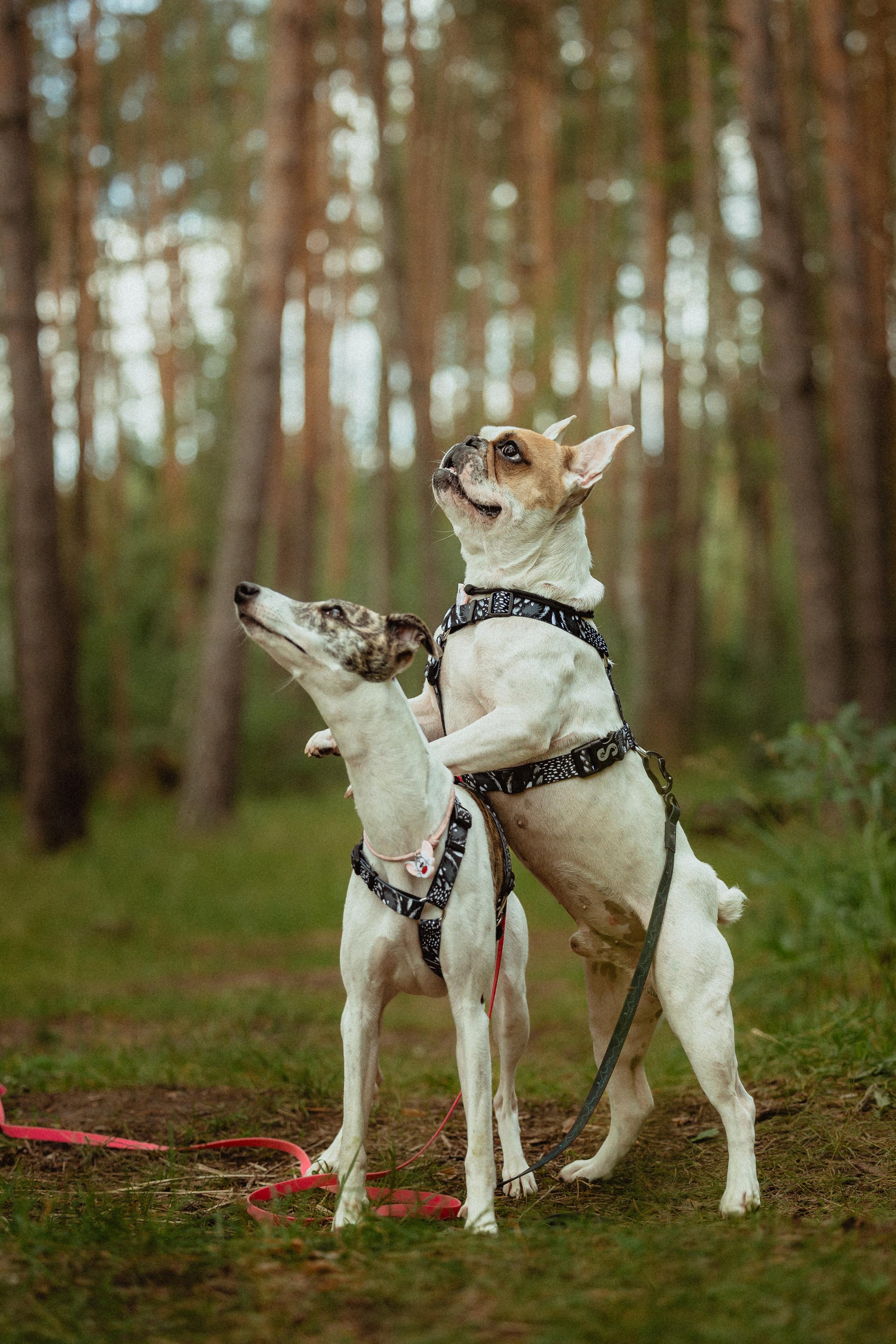 Выездной дог-тренинг от школы «Шерсть имею»