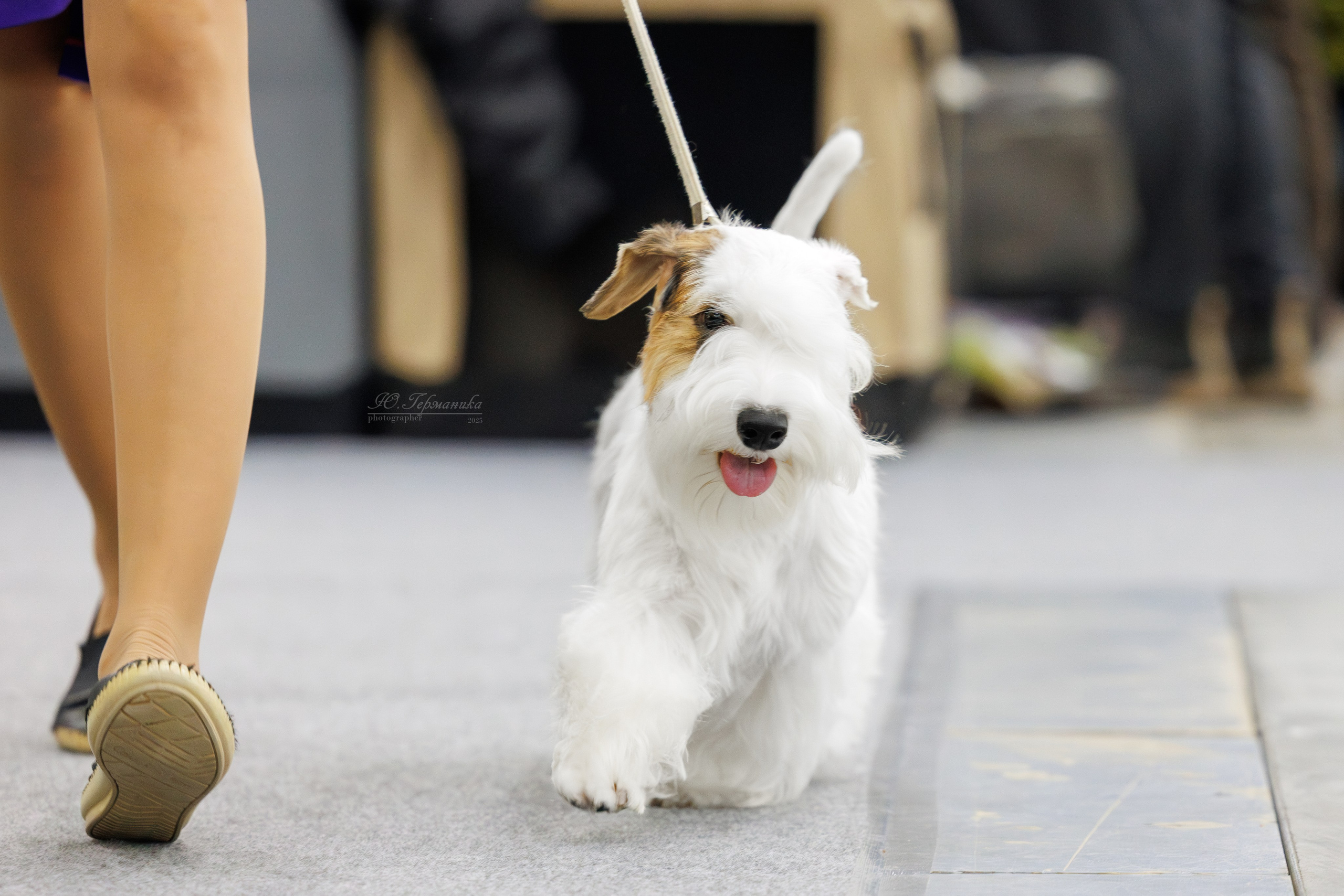 Питер 12-13.12.2025. Фотограф-анималист Юлия Германика