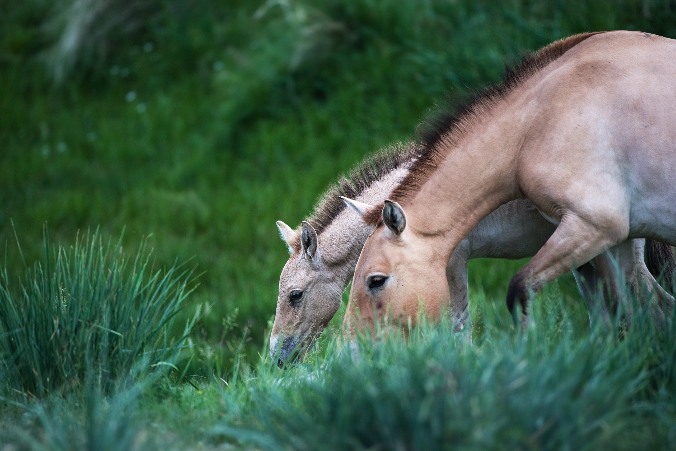 Монголия. Фотограф Владимир Медведев