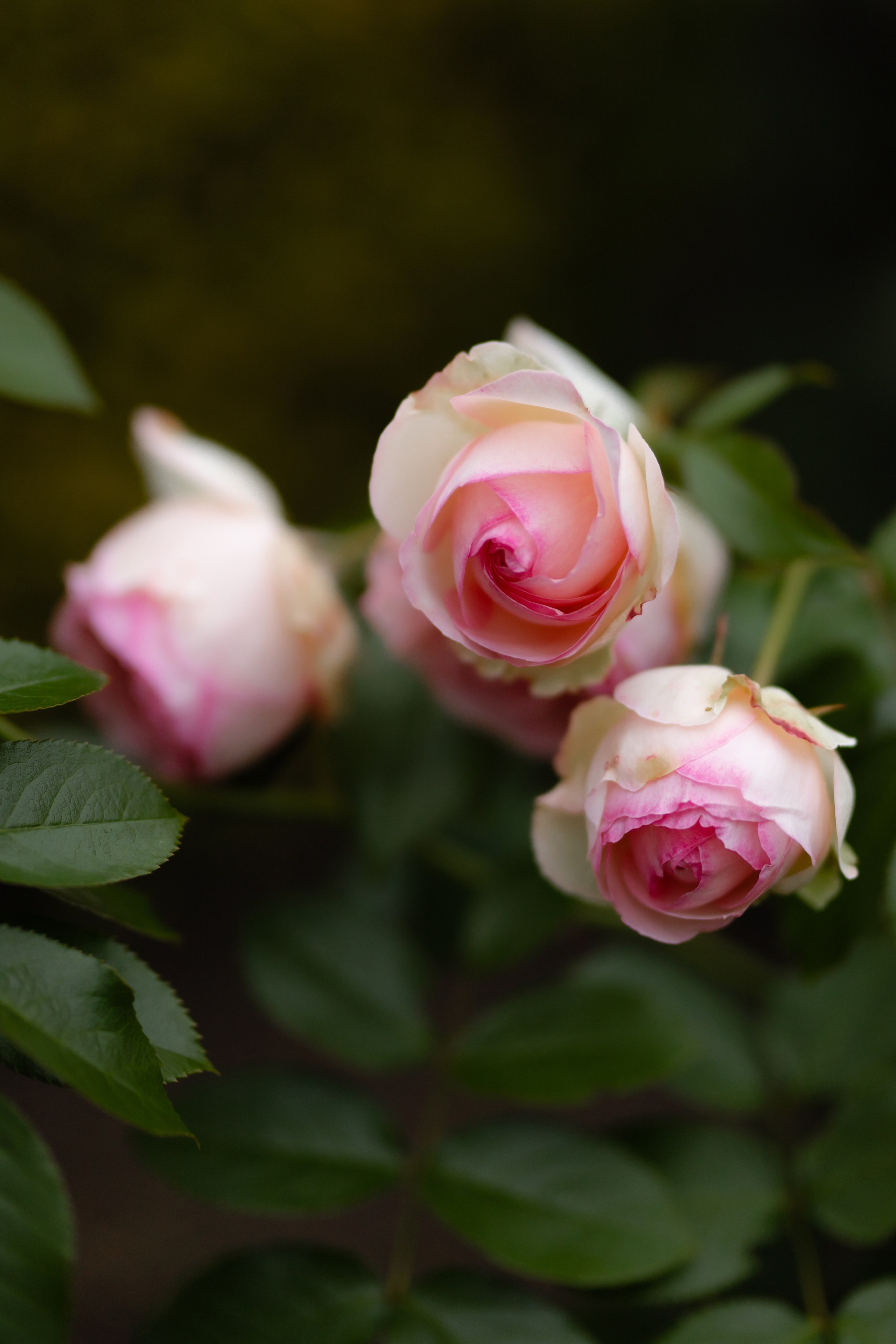 Ростислав и Вика. Свадебный фотограф Анна Бабахина