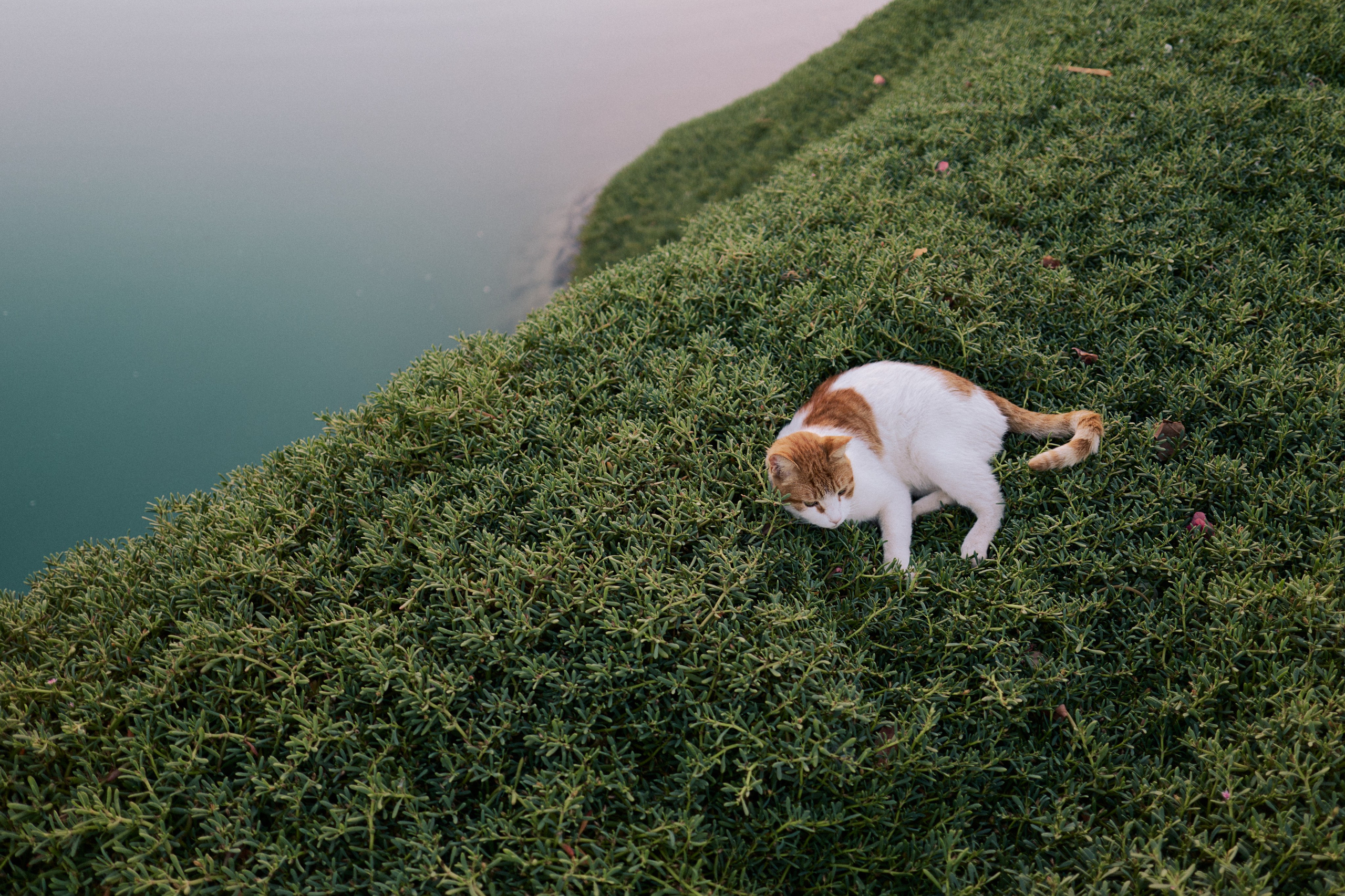 Другое 3. Jorgis Talè — photographer, kind person, teacher of arts and other mag