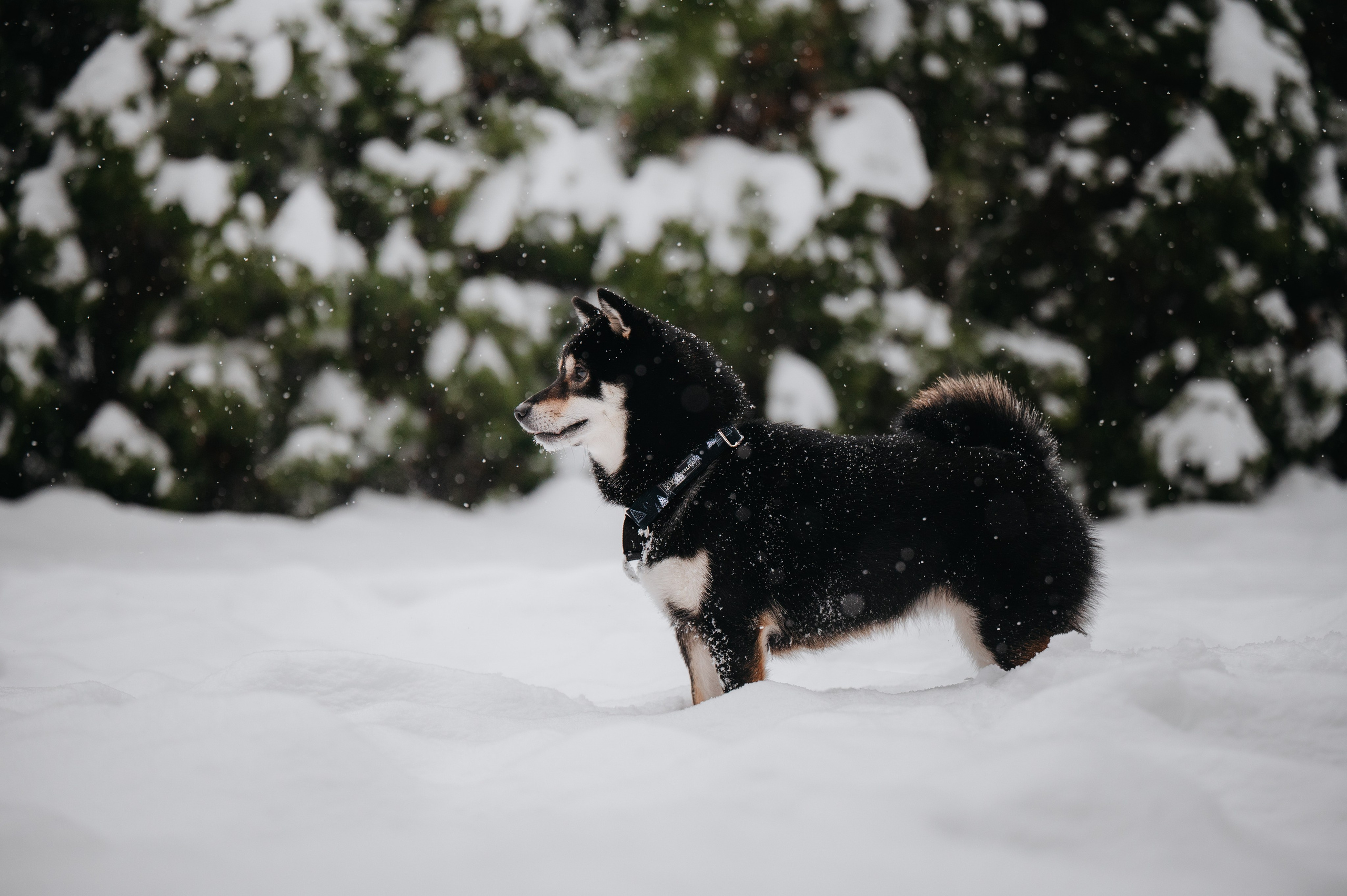 Bender&Frai. Зимняя коллекция. Семейный фотограф анималист Ананьева Мария — Москва