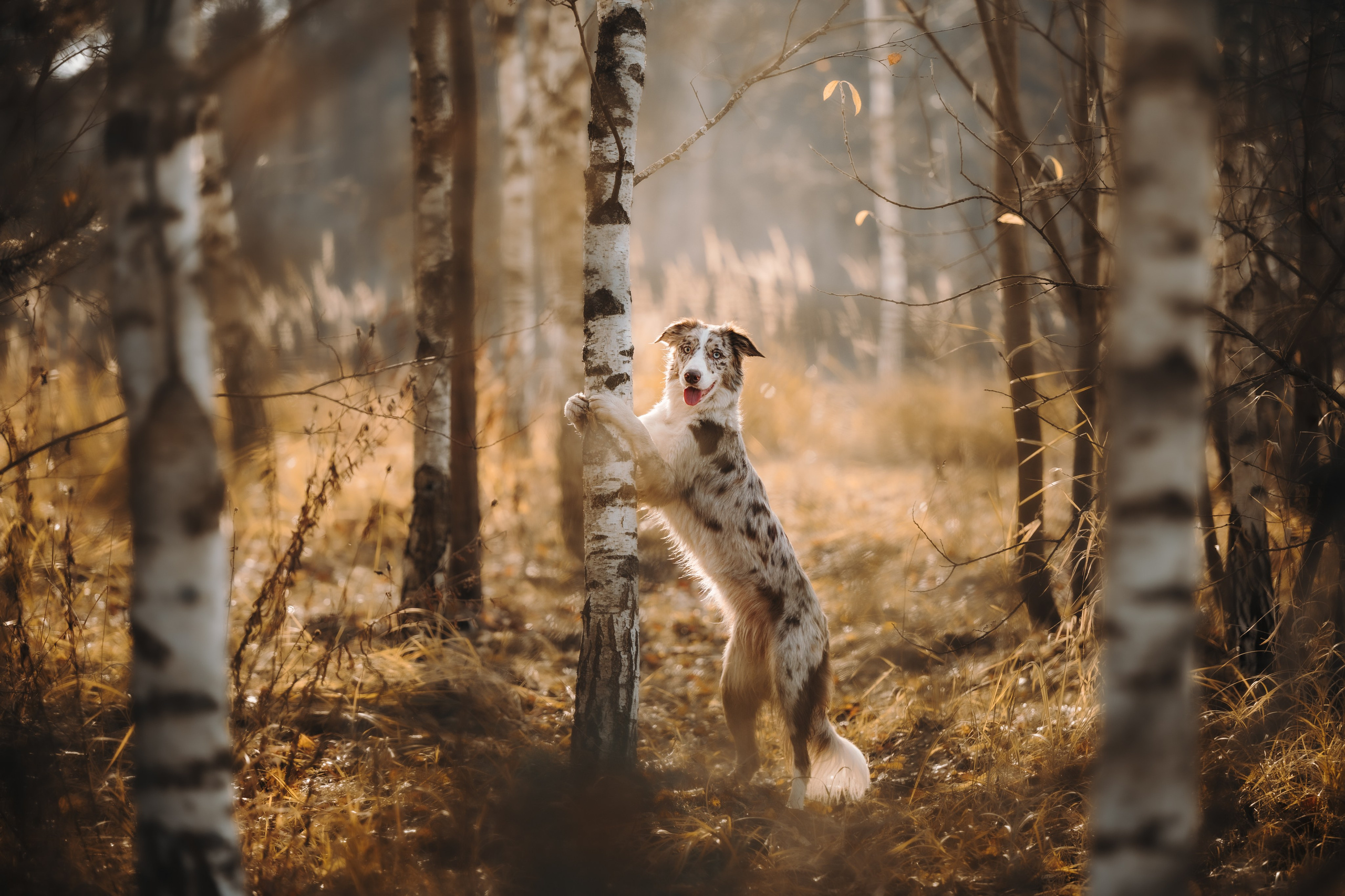 Настя, Максим, Орео и Норд. Семейный фотограф анималист Ананьева Мария — Москва