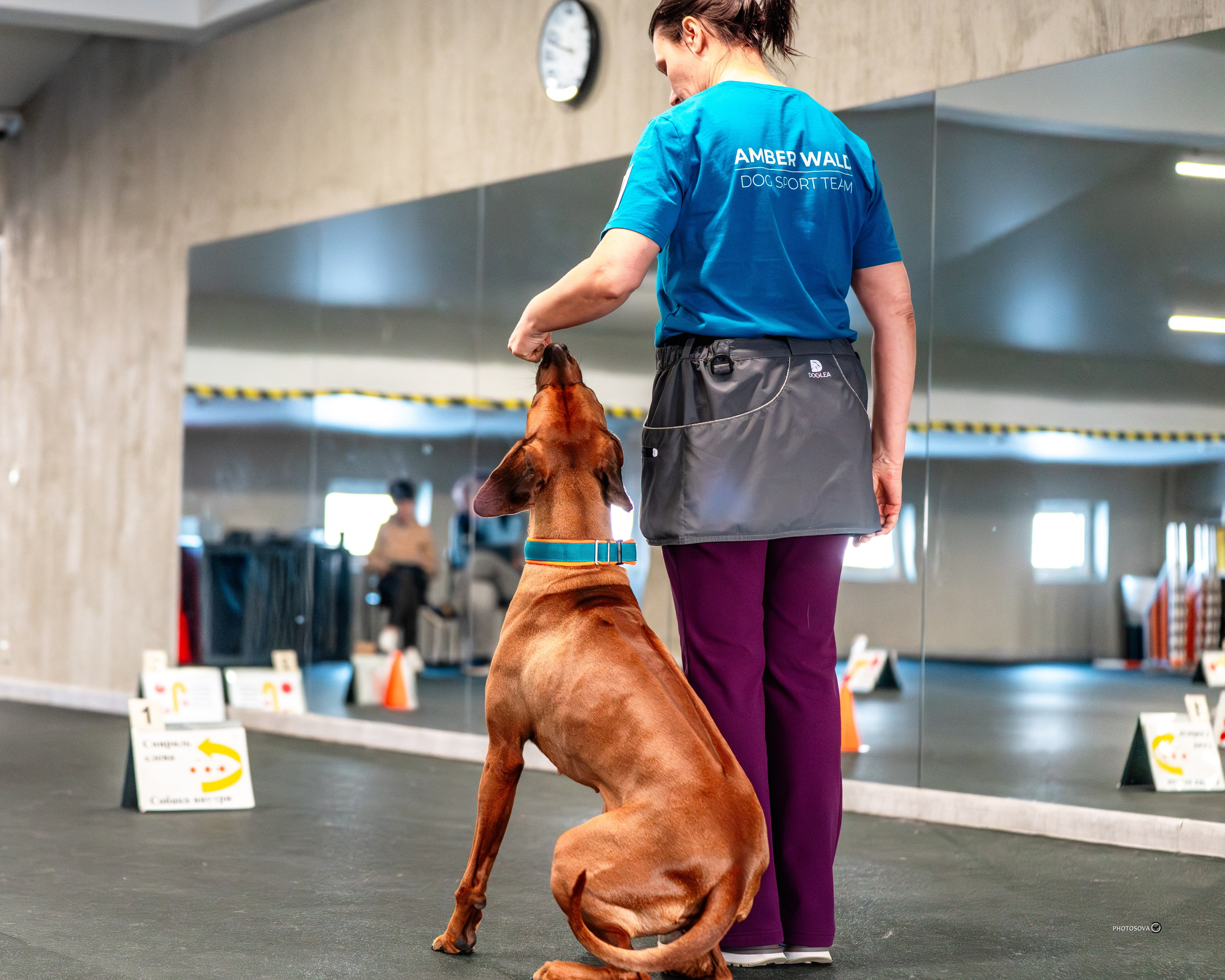 ТЫ И Я (соревнования по ралли-обидиенс). Фотограф-анималист, семейный фотограф в Москве и Подмосковье. Фотосъёмка кинологических дисциплин