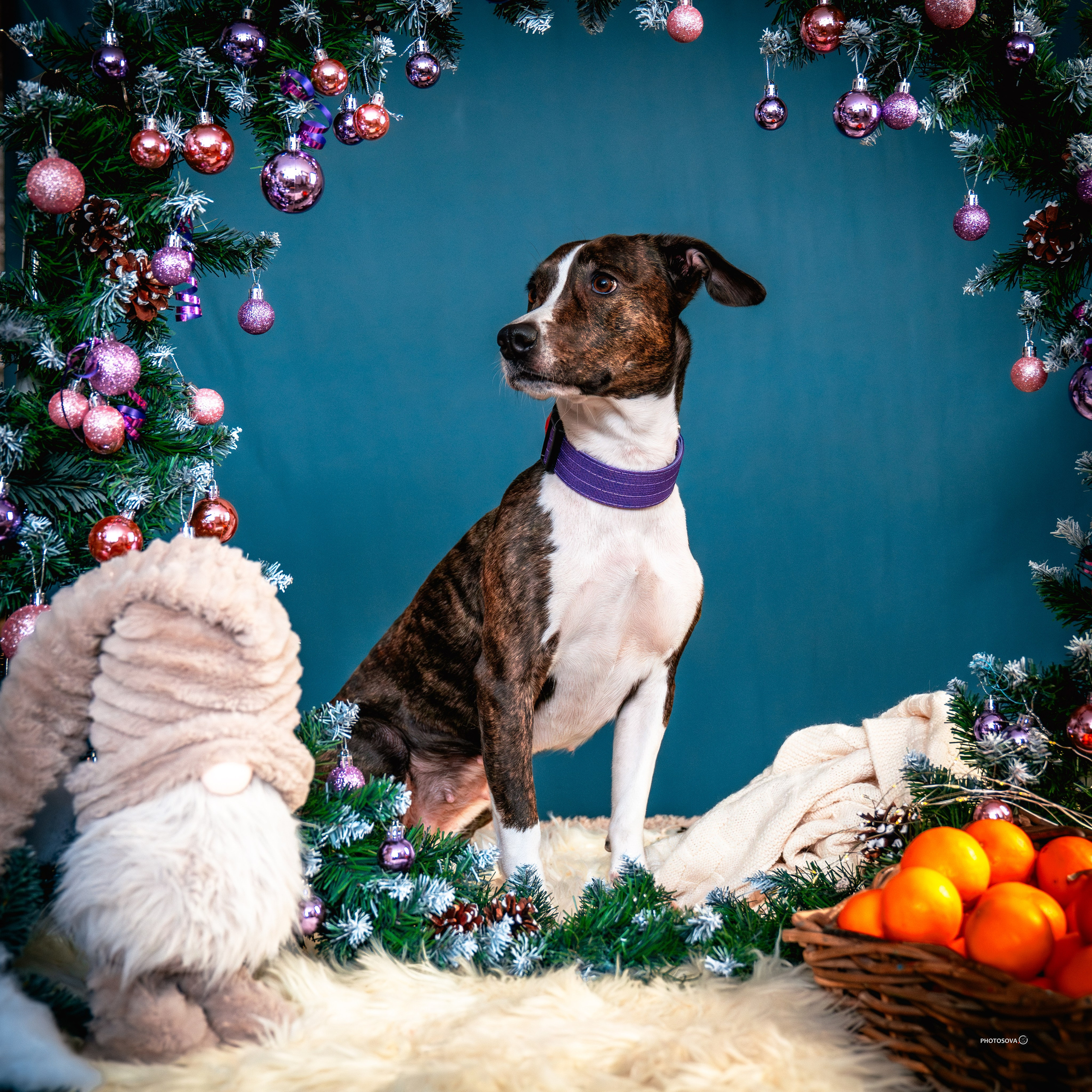 ФОТОПАМЯТЬ ВАШИХ ЭМОЦИЙ. Фотограф-анималист, семейный фотограф в Москве и Подмосковье. Фотосъёмка кинологических дисциплин