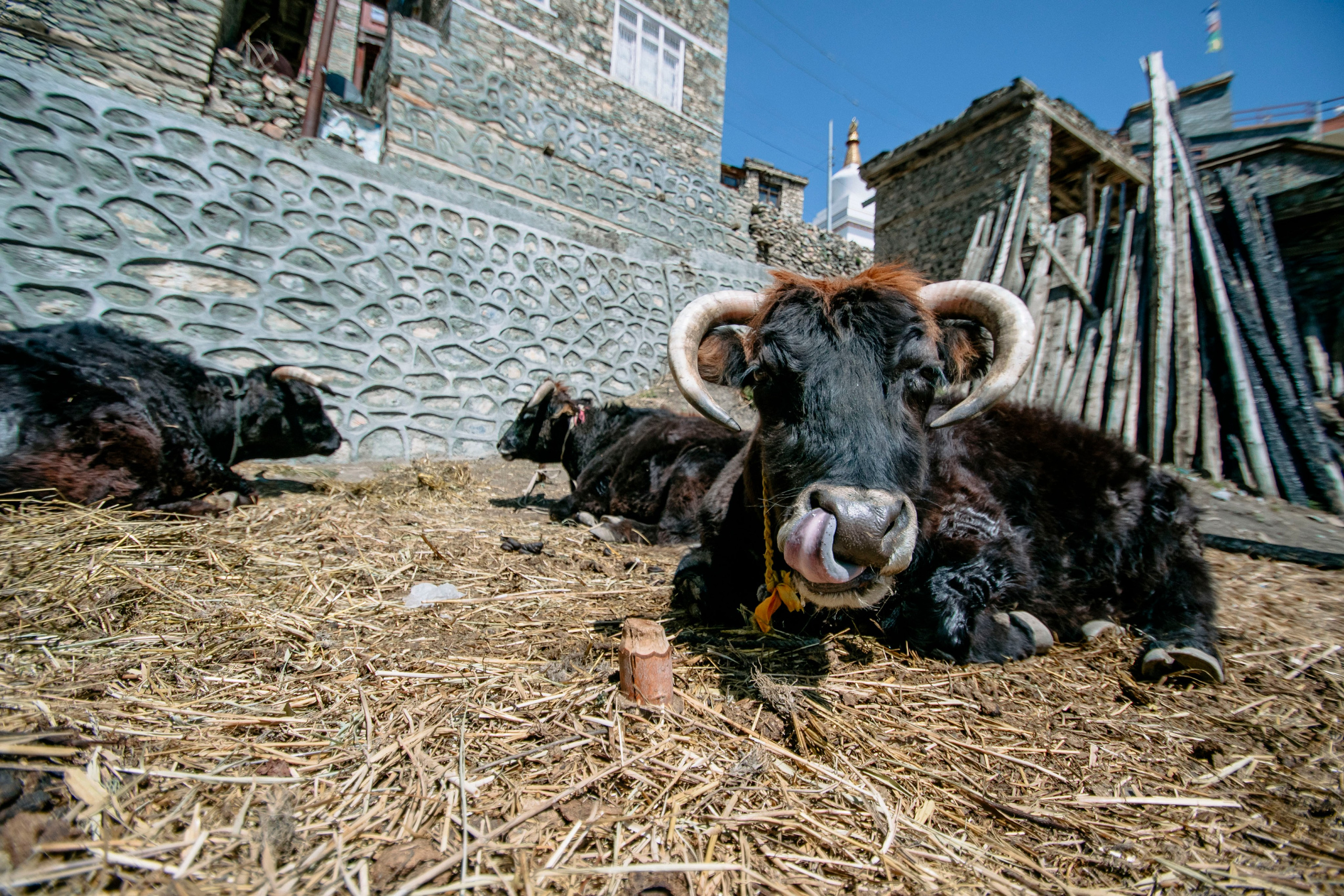 Annapurna trek. Iraogo