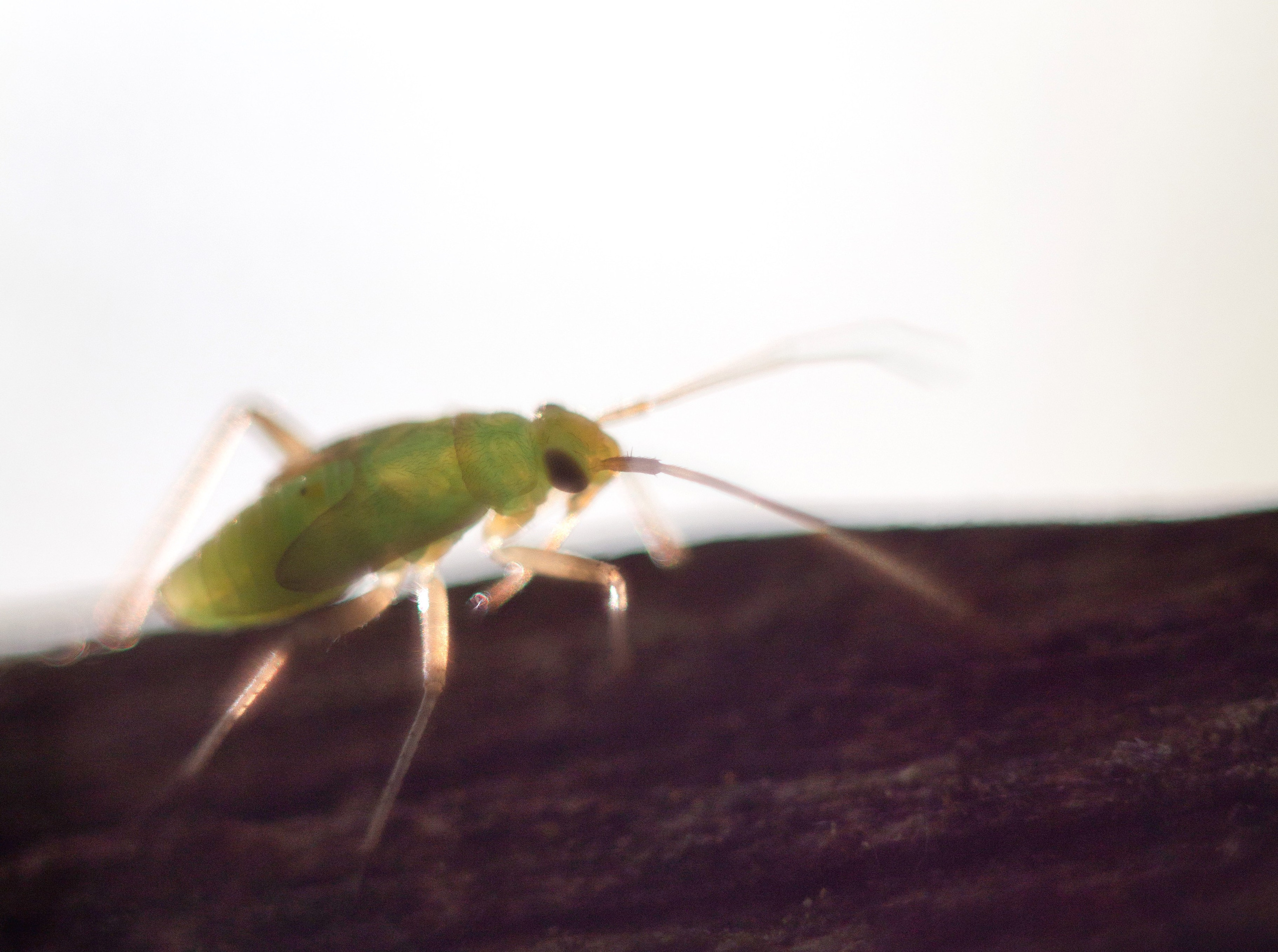 Макро. Фотограф Лагутин Анатолий