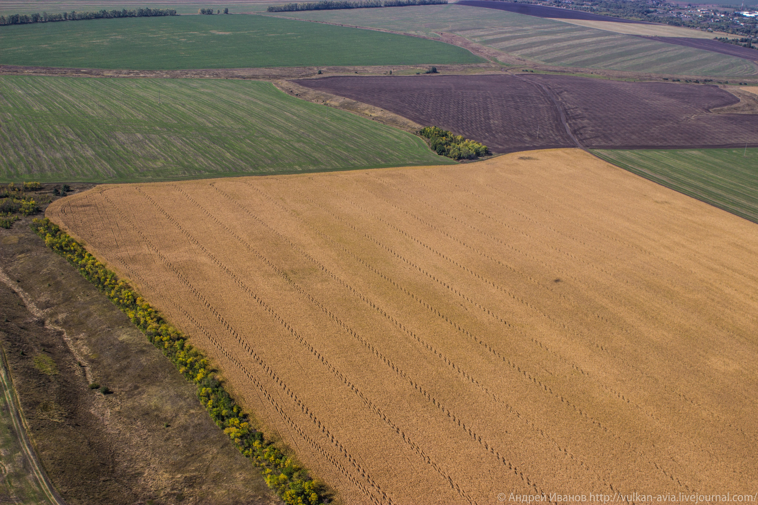 Волгодонск аэр. Потапов слёт «Небо для всех» (2021 г.). Фотоальбом показывающий увлекательный мир авиации и мир медведей Андрея Иванова