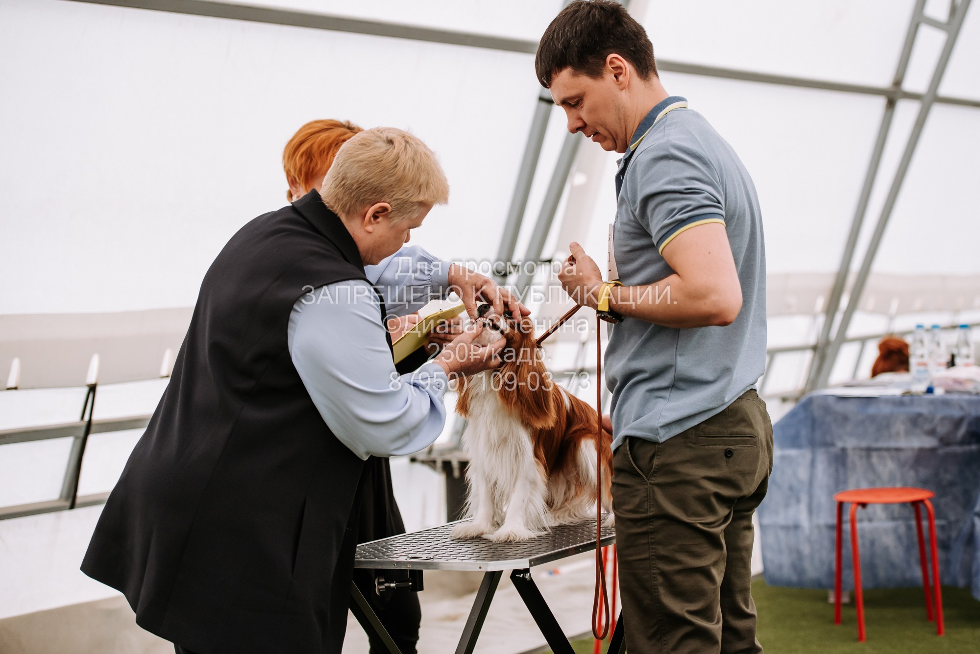 Выставка собак Красноярск 2.06. Фотограф Диана Оленина Красноярск / Братск