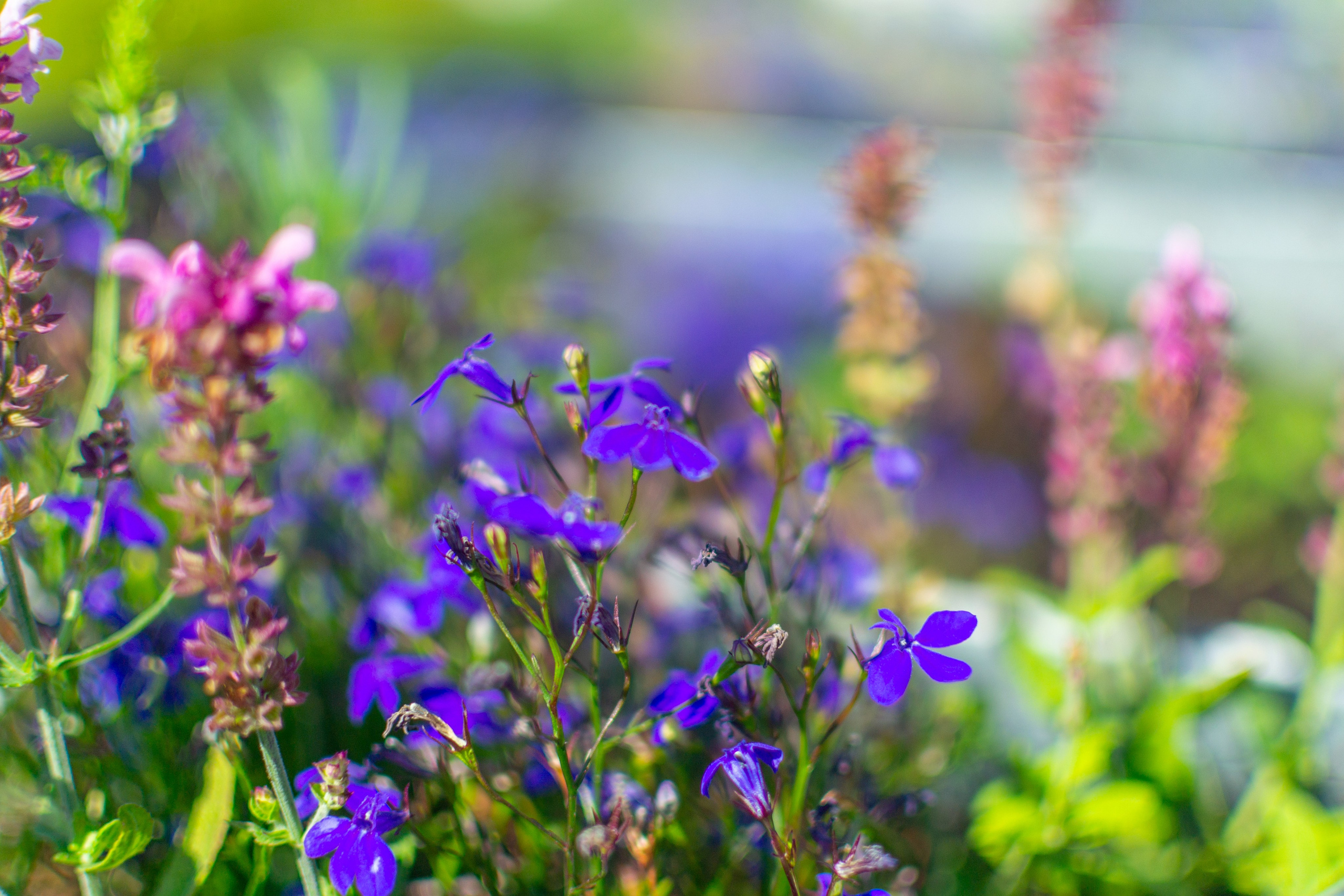 Тульская областная онкологическая больница (лето-цветы, NIKON D3100 35 мм F1,8)). Фотограф в Туле Крупский АнДРей. Фотостудия «КАДР71» в Туле