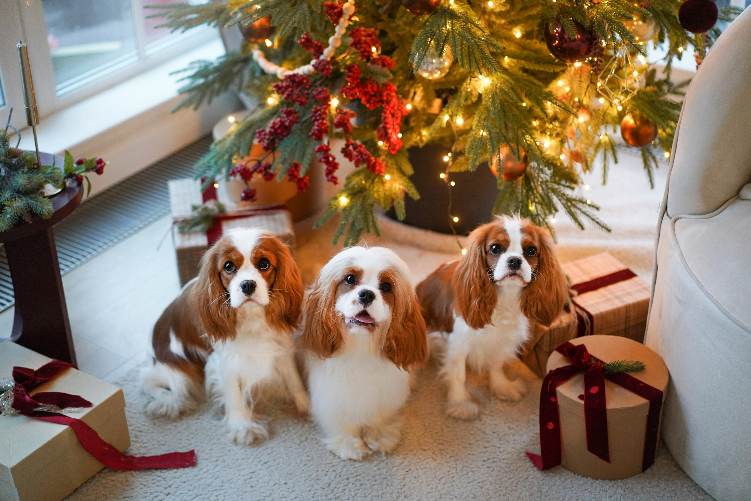 Катя и кавалерчики. Фотограф-анималист в Санкт-Петербурге Яна Мартынова