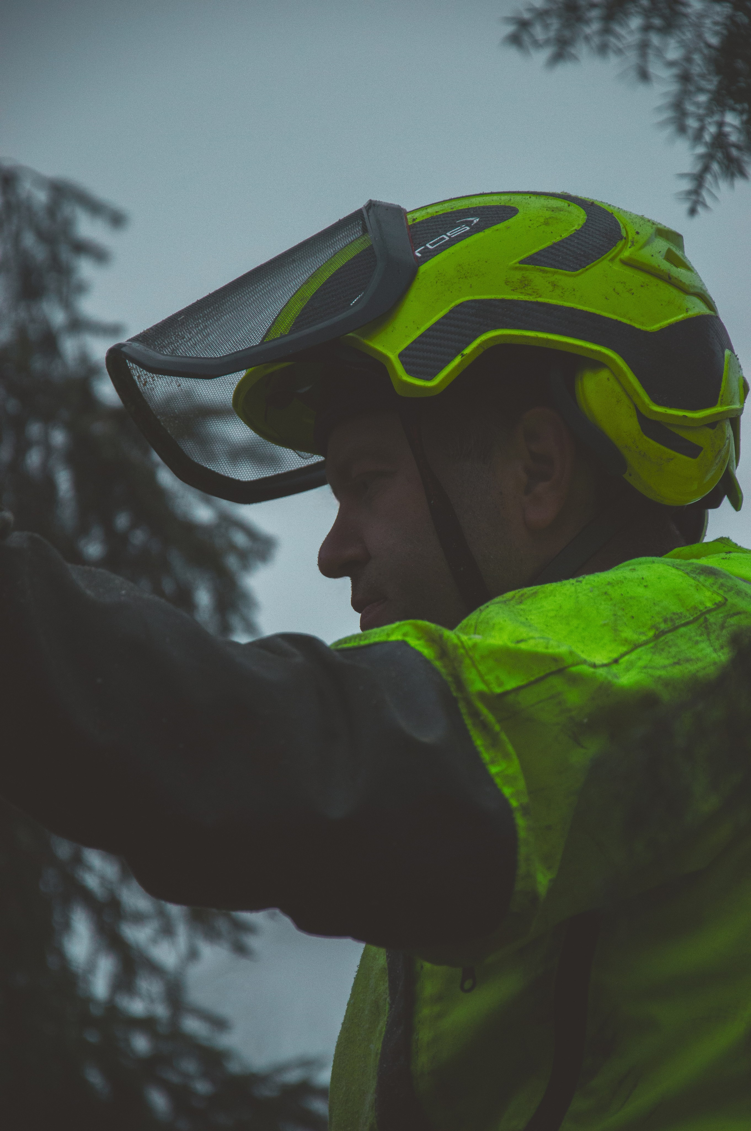 Спил деревьев. Аrbori Culturist