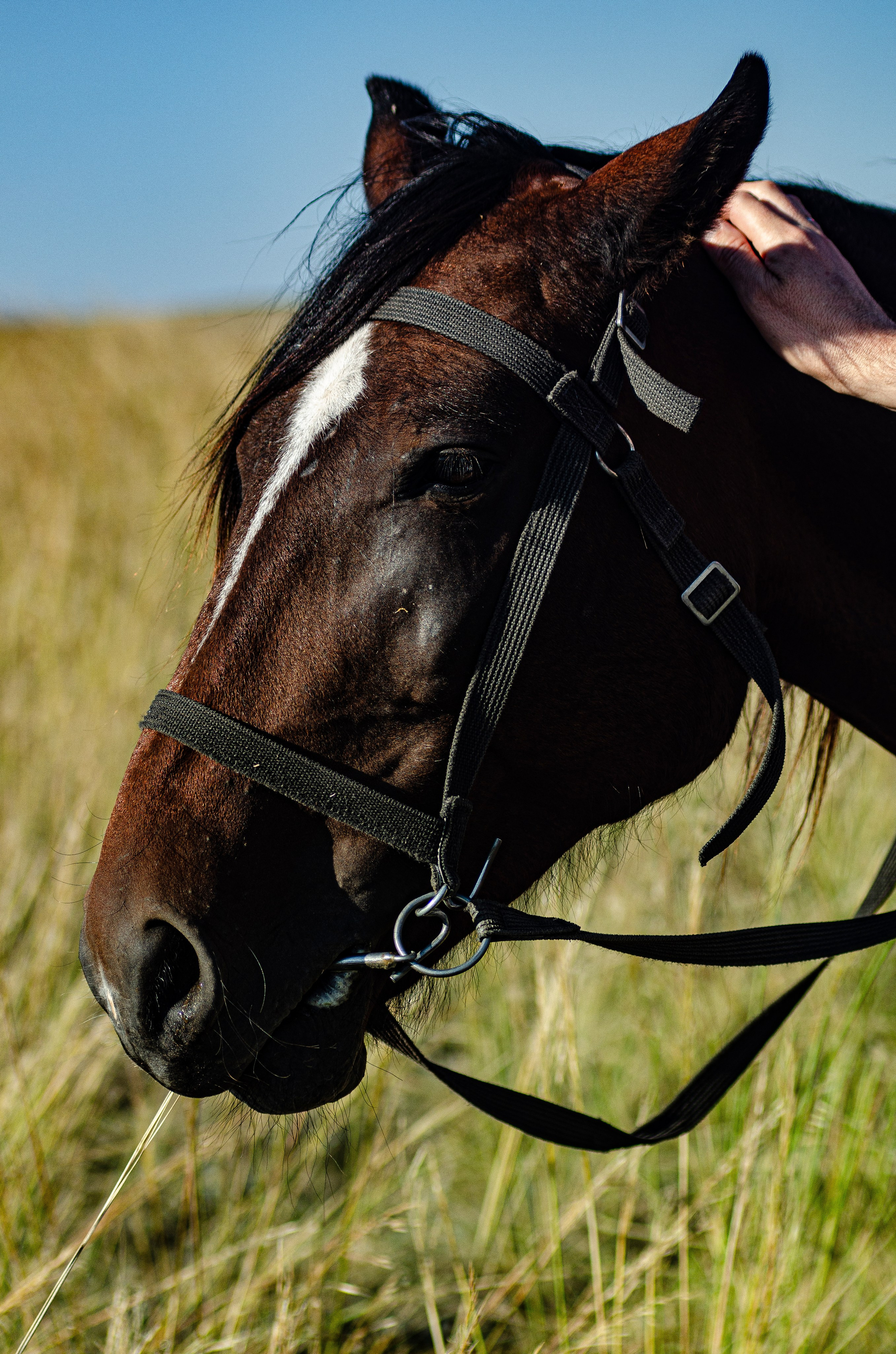 Птицы.Животные. Sreda fotoArt