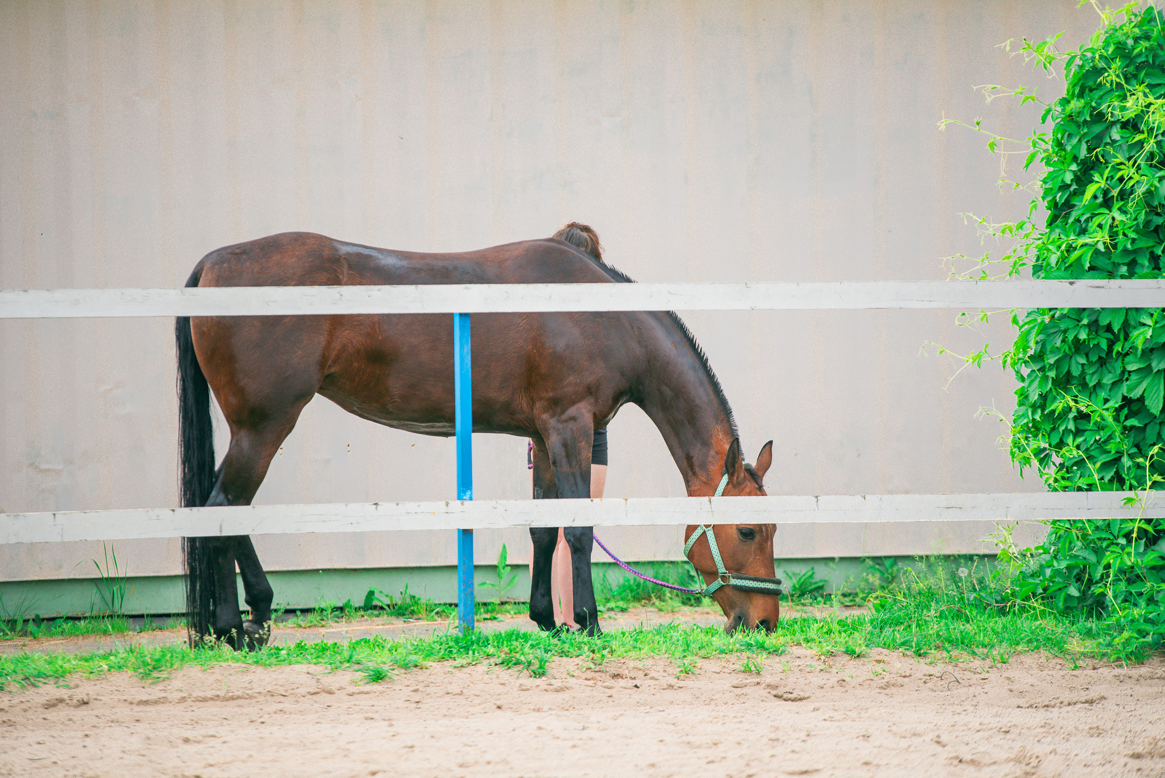 КСК Росинант. Клубные соревнования. Фотограф Рязань