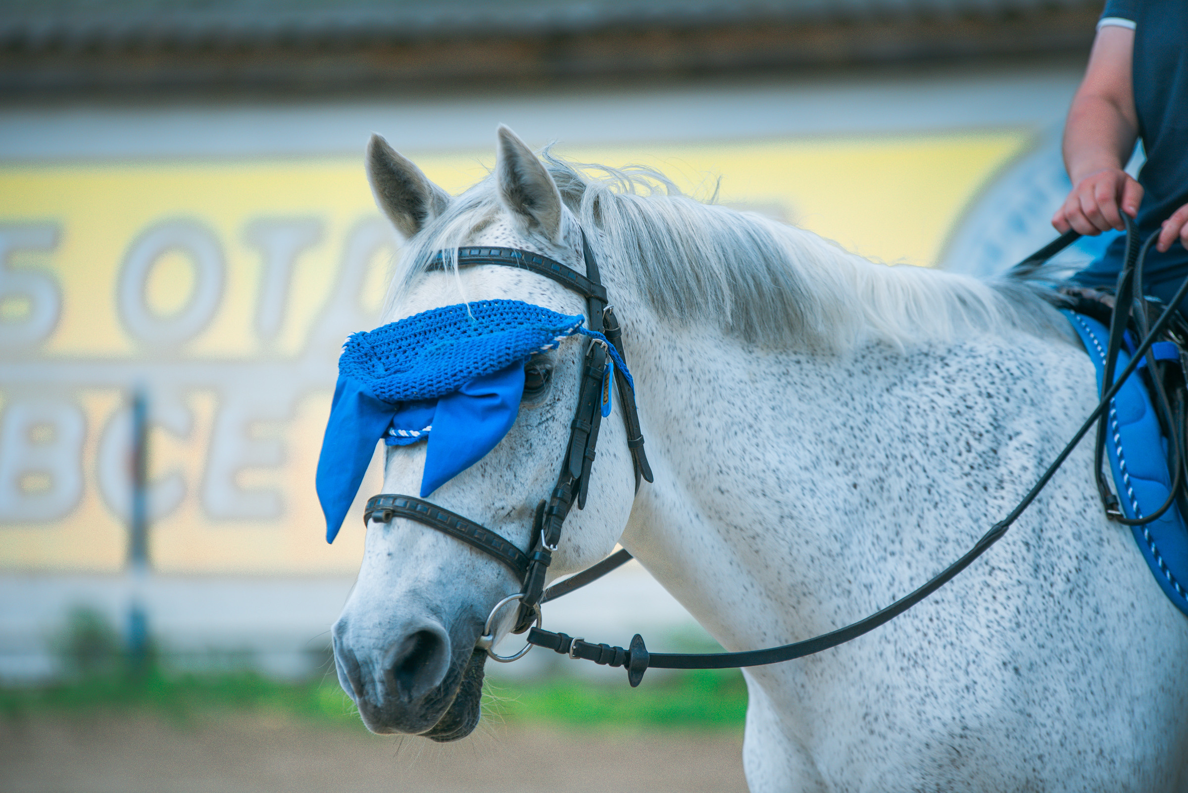 КСК Росинант. Клубные соревнования. Фотограф Рязань